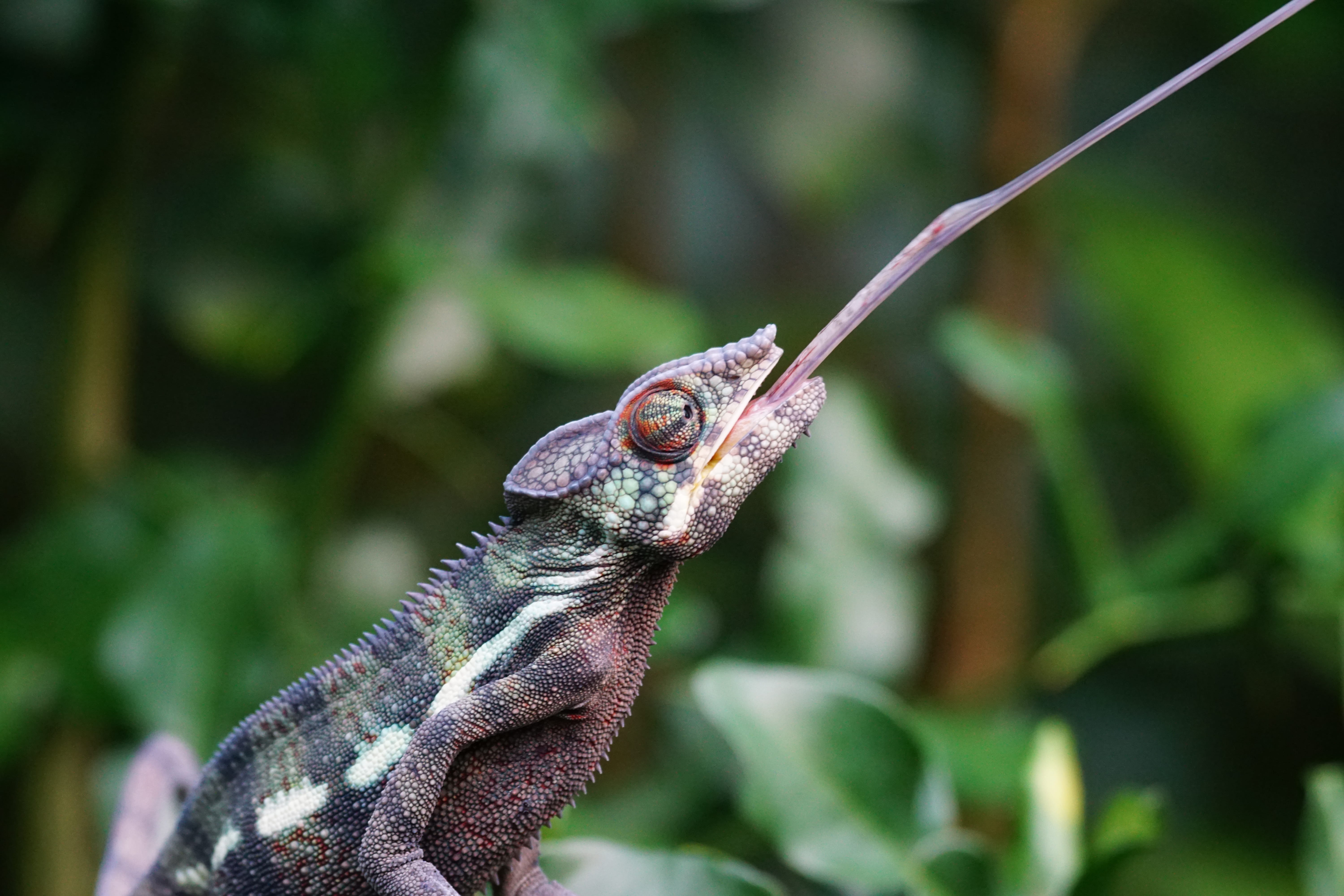 close-up, 5K, no people, dragon, day, animal themes, eat, animal, animal wildlife, reptile, photography, outdoors, focus on foreground, bearded, plant, HD Wallpaper