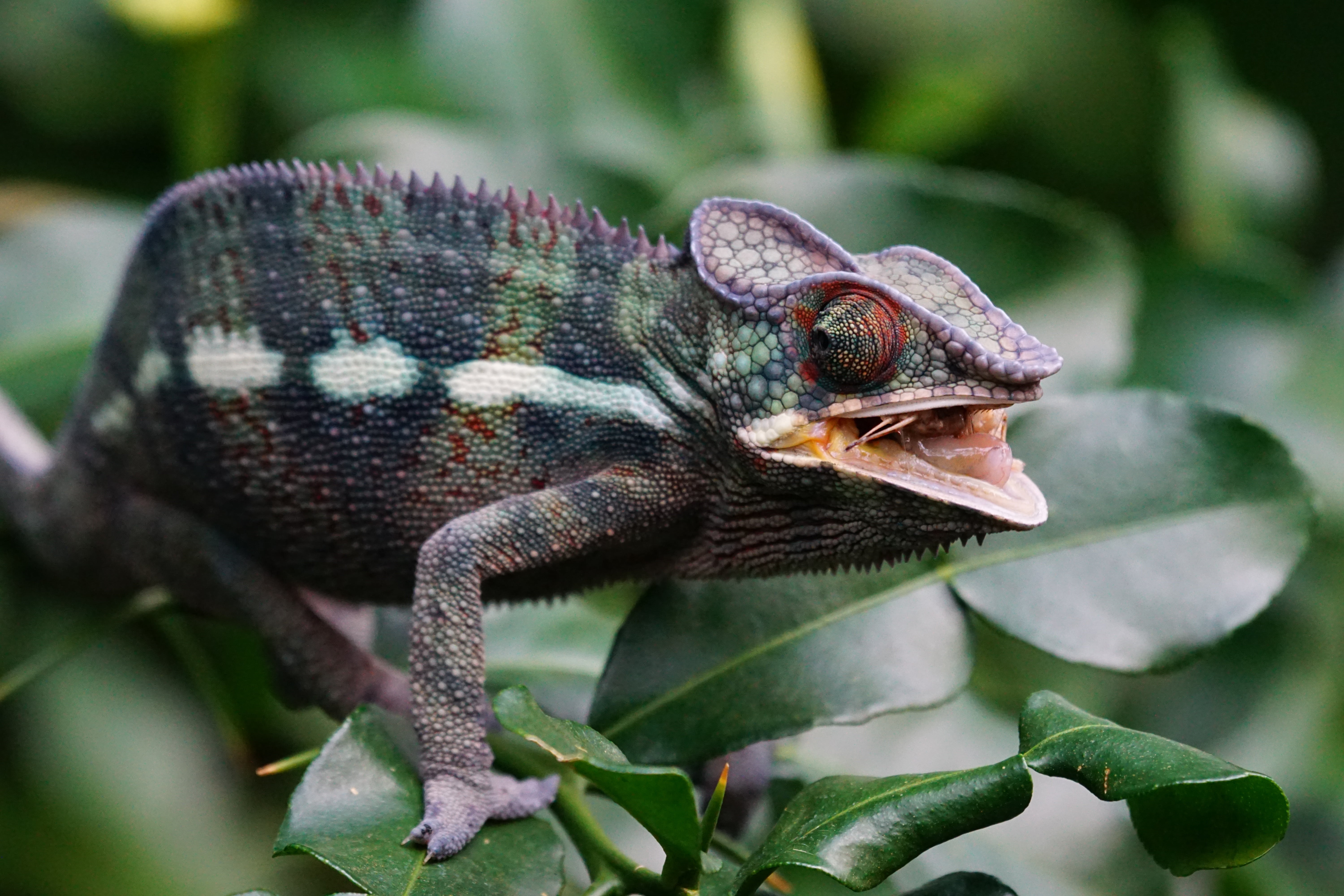 animal wildlife, eat, day, animal, leaf, animal scale, panther chameleon, rainforest, vertebrate, animals in the wild, animal themes, focus on foreground, HD Wallpaper