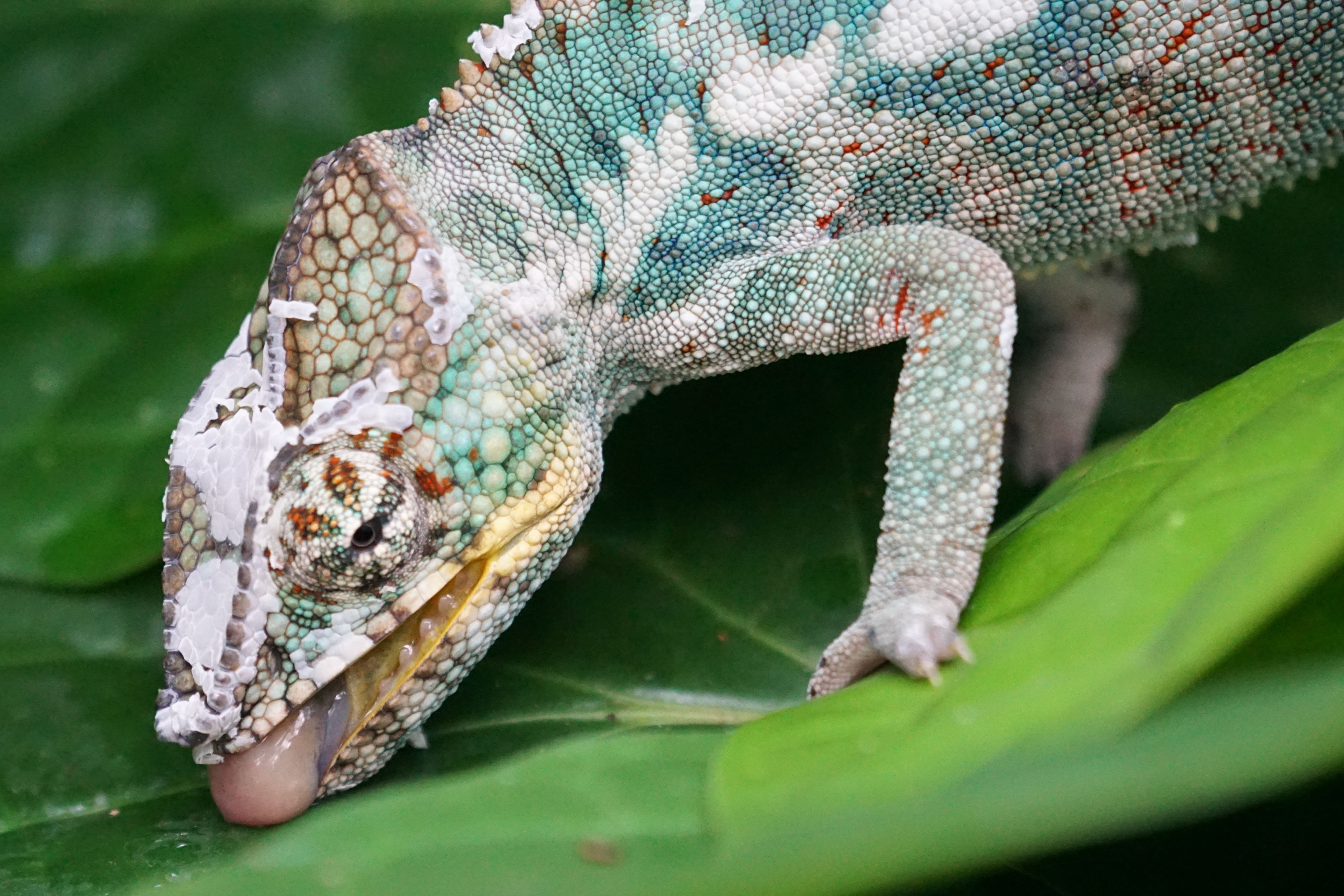 animal scale, drop of water, profile view, branch, rainforest, vertebrate, animals in the wild, chameleon, animal body part, close-up, plant part, animal head, HD Wallpaper