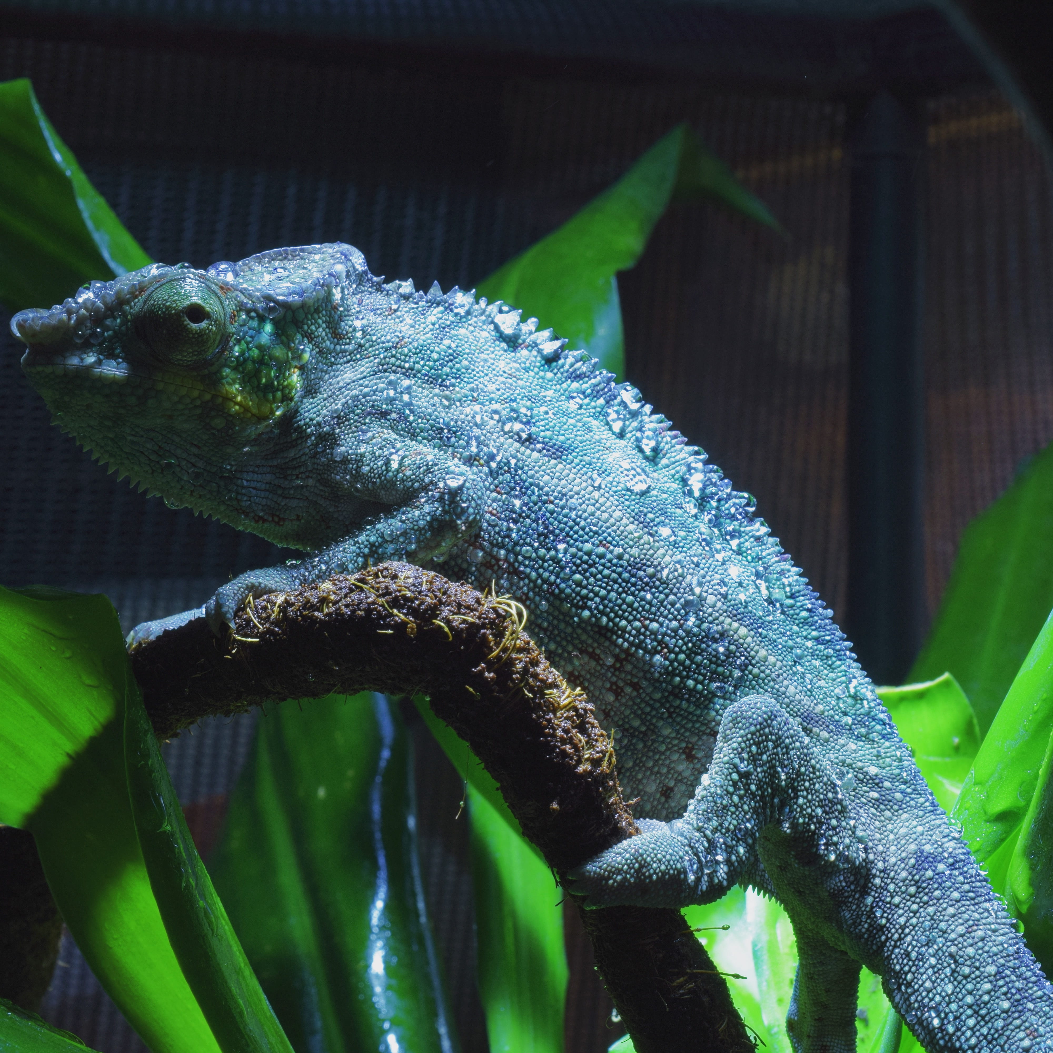 day, reptile, plant, lizard, plant part, terraristik, outdoors, panther chameleon, vertebrate, animal scale, insect eater, disguised, no people, animal, Phone HD Wallpaper