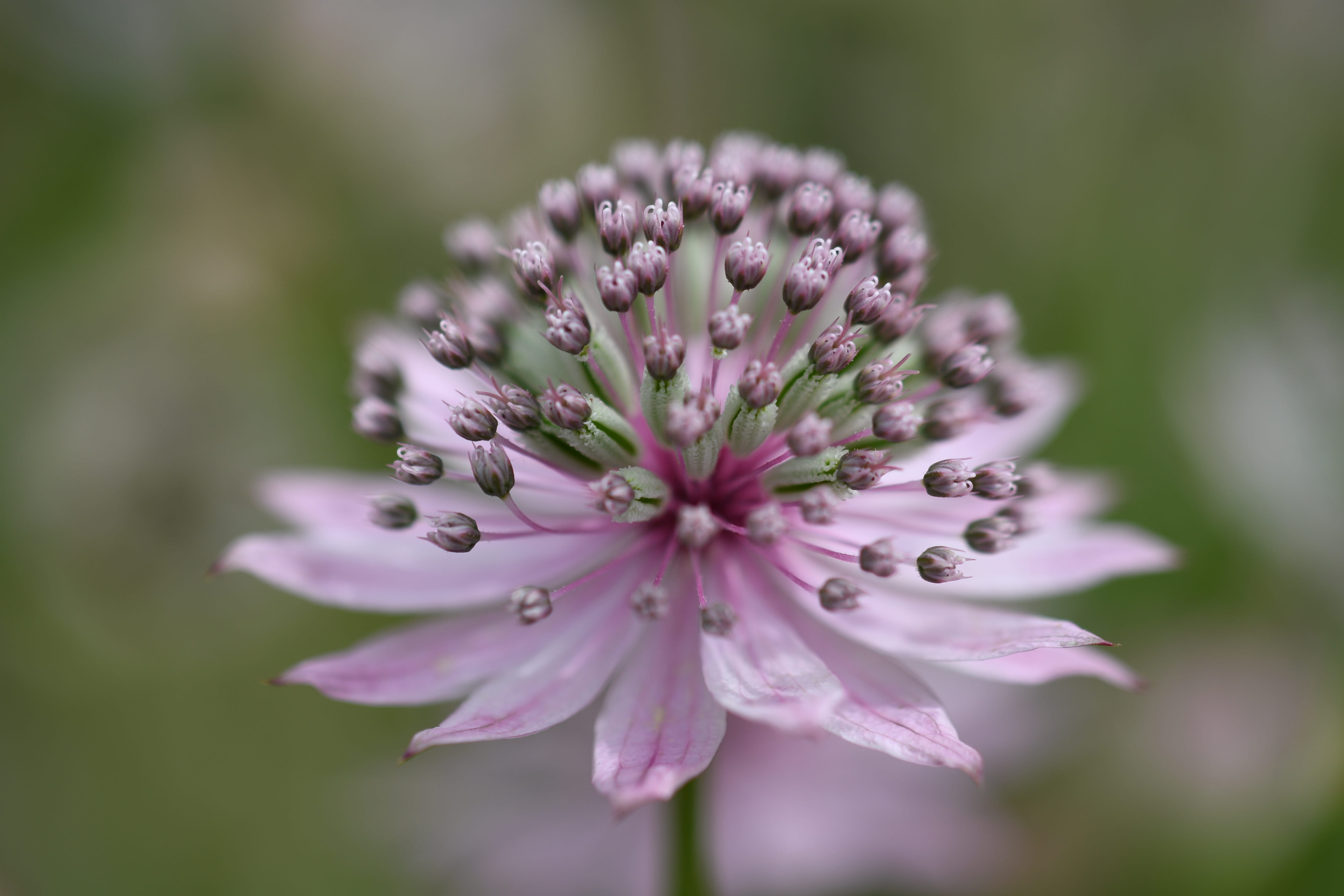 inflorescence, petal, fragility, flower head, vulnerability, focus on foreground, wildlife, nature, purple, day, flower, outdoors, softness, close-up, beauty in nature, HD Wallpaper