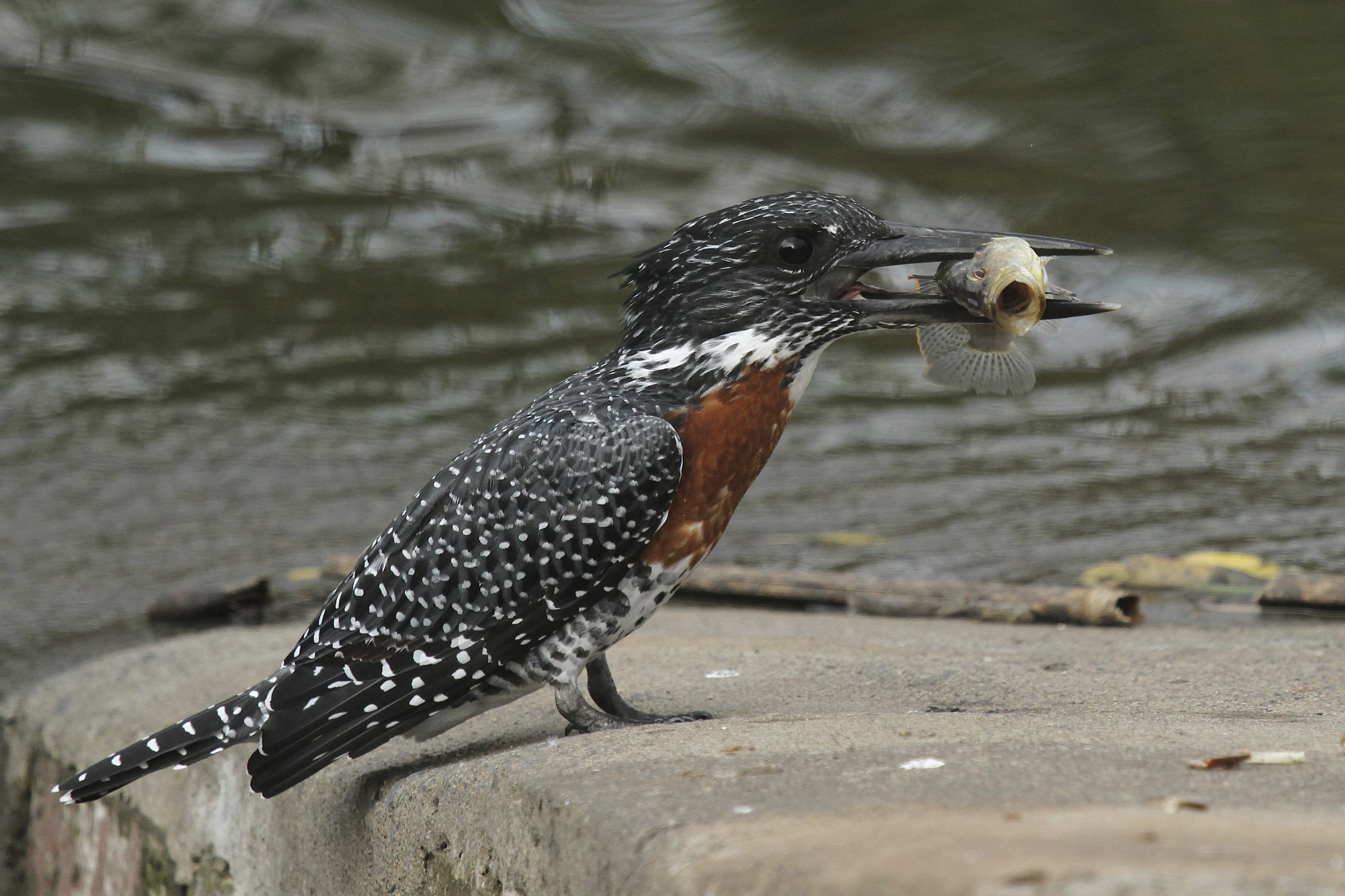 selective focus, nature, predator, feather, one animal, animal Wing, eating, Bird, gray, animals And Pets, black, food, focus on foreground, wildlife, captured fish, HD Wallpaper