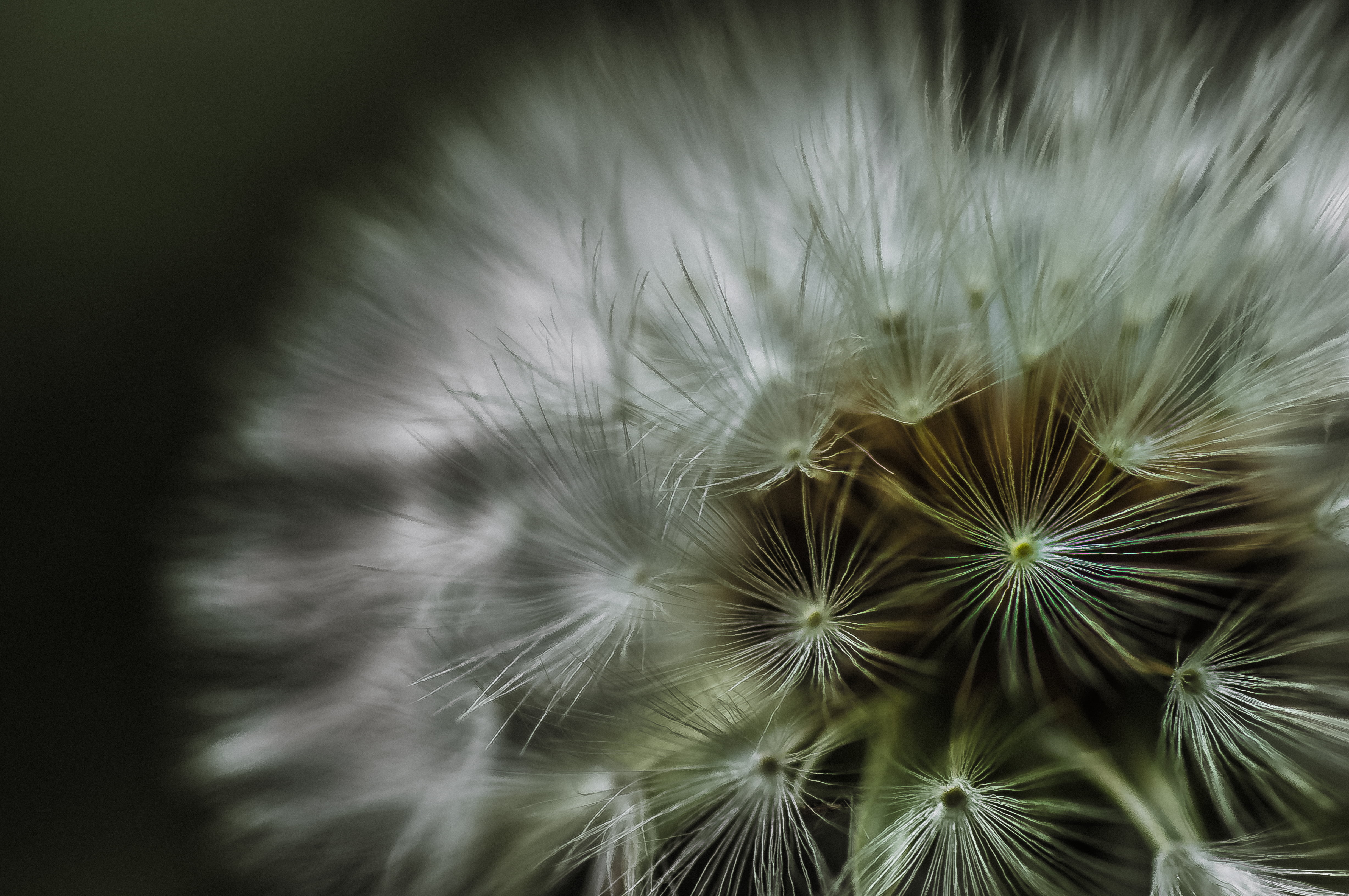 summer, Jike, nature, close-up, 90mm, plant, photo, furusato, 4K, morning, close, Dandelion, Japan, F2.8, mura, taraxacum, Tamron, dawn, Sense, backgrounds, HD Wallpaper