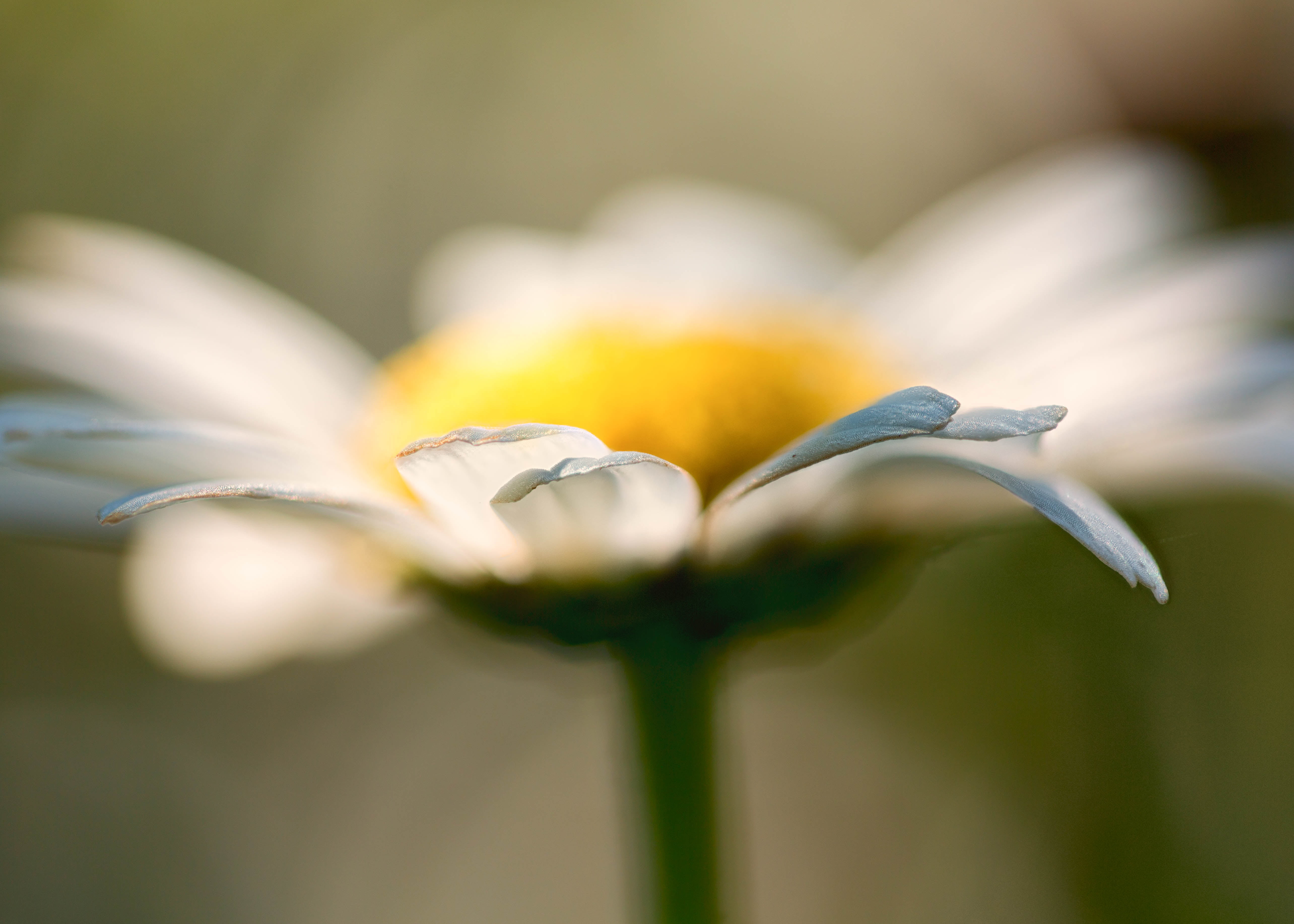 5K, close-up photography, macro, flower Head, Zerene, focus stacking, closeup, plant, nature, Branford  Connecticut, close-up, white, daisies, floral, HD Wallpaper