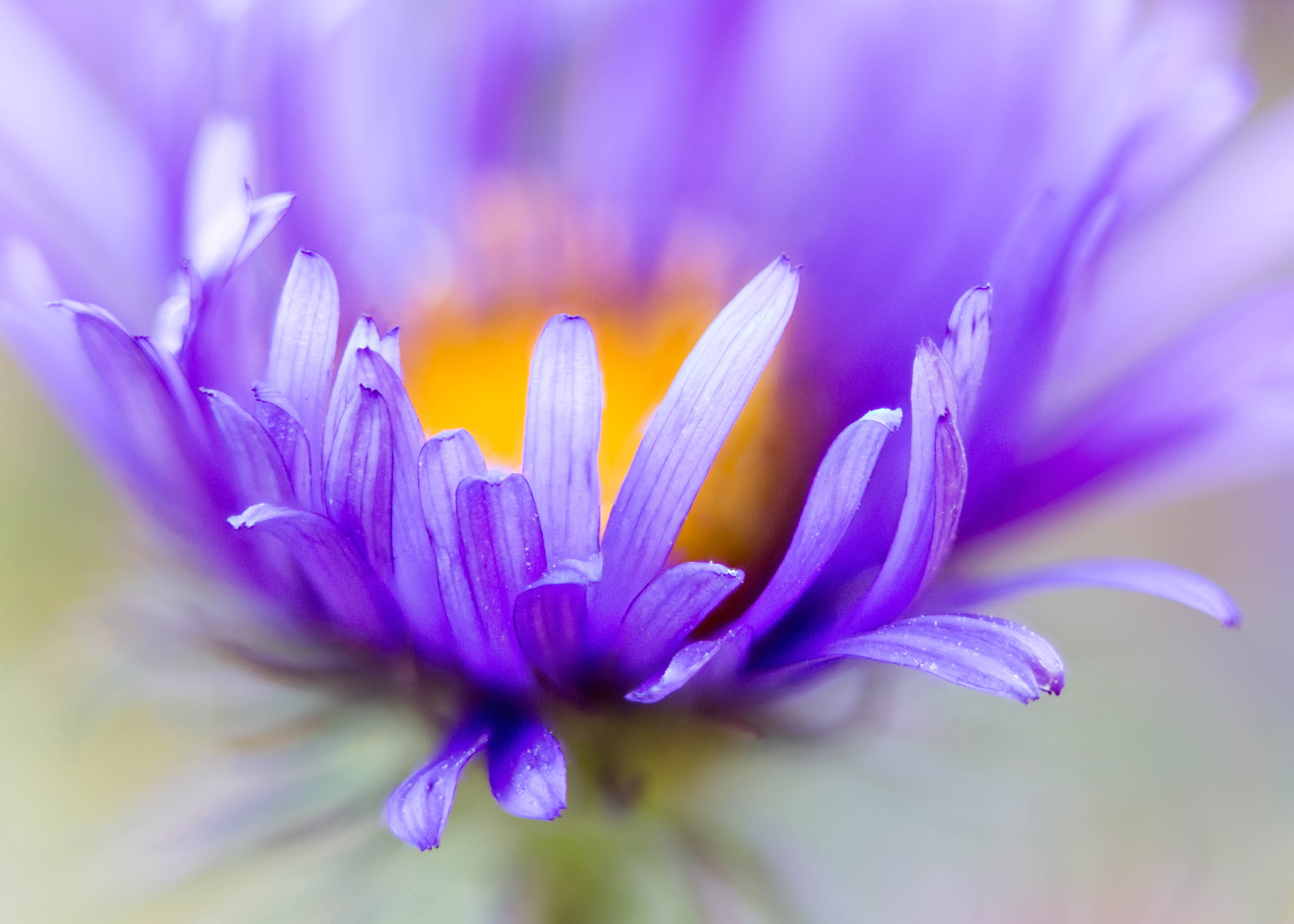 close up, botany, nature, macro, Zerene, photo, summer, beauty In Nature, Asters, closeup, Aster, petal, plant, flower Head, 5K, cluster, floral, flowers, HD Wallpaper