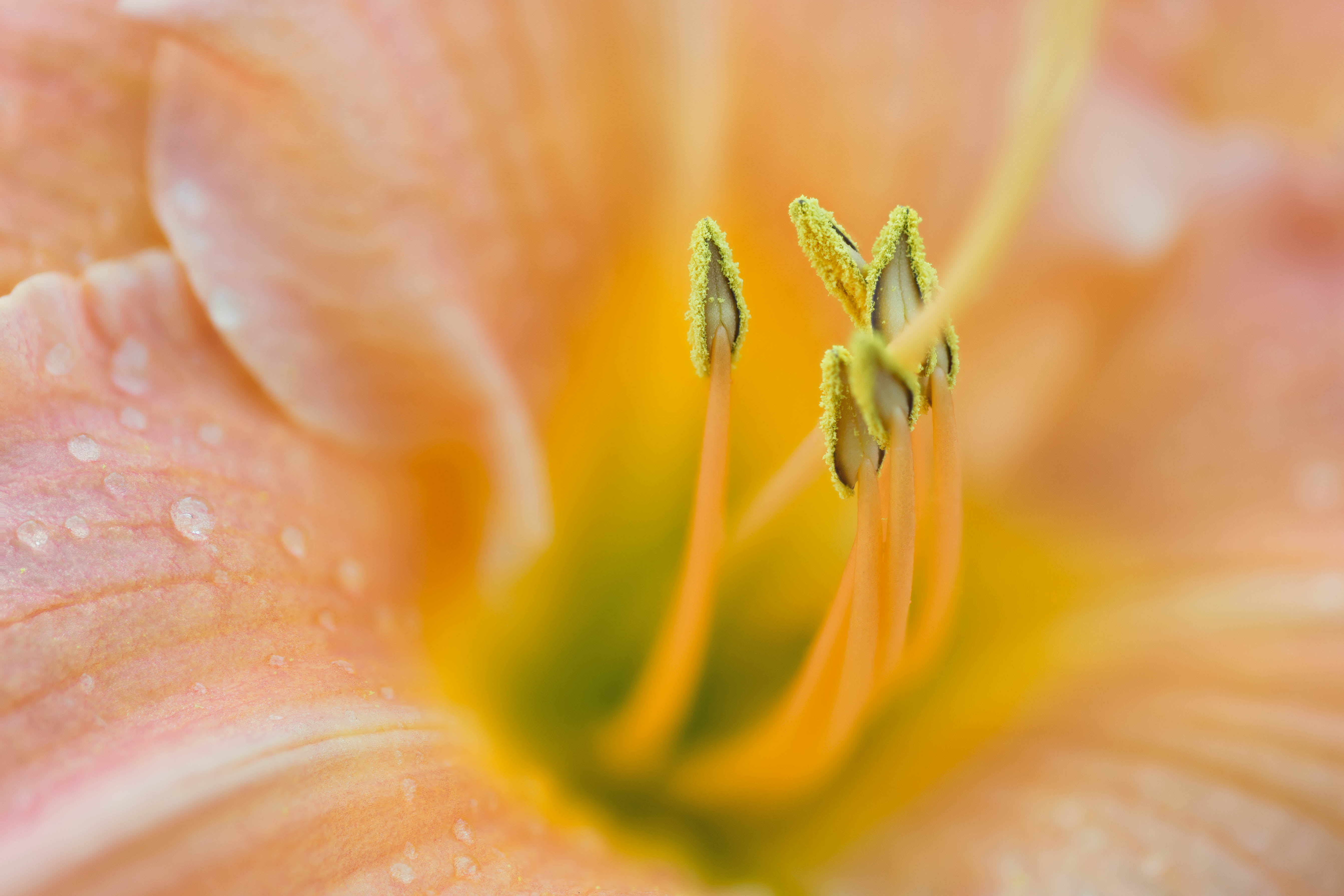 macro, Denver Botanic Gardens, floral, Zerene, botany, focus stacking, 5K, close-up, daylilies, micro, daylily, Stacker, closeup, petal, nature, plant, HD Wallpaper