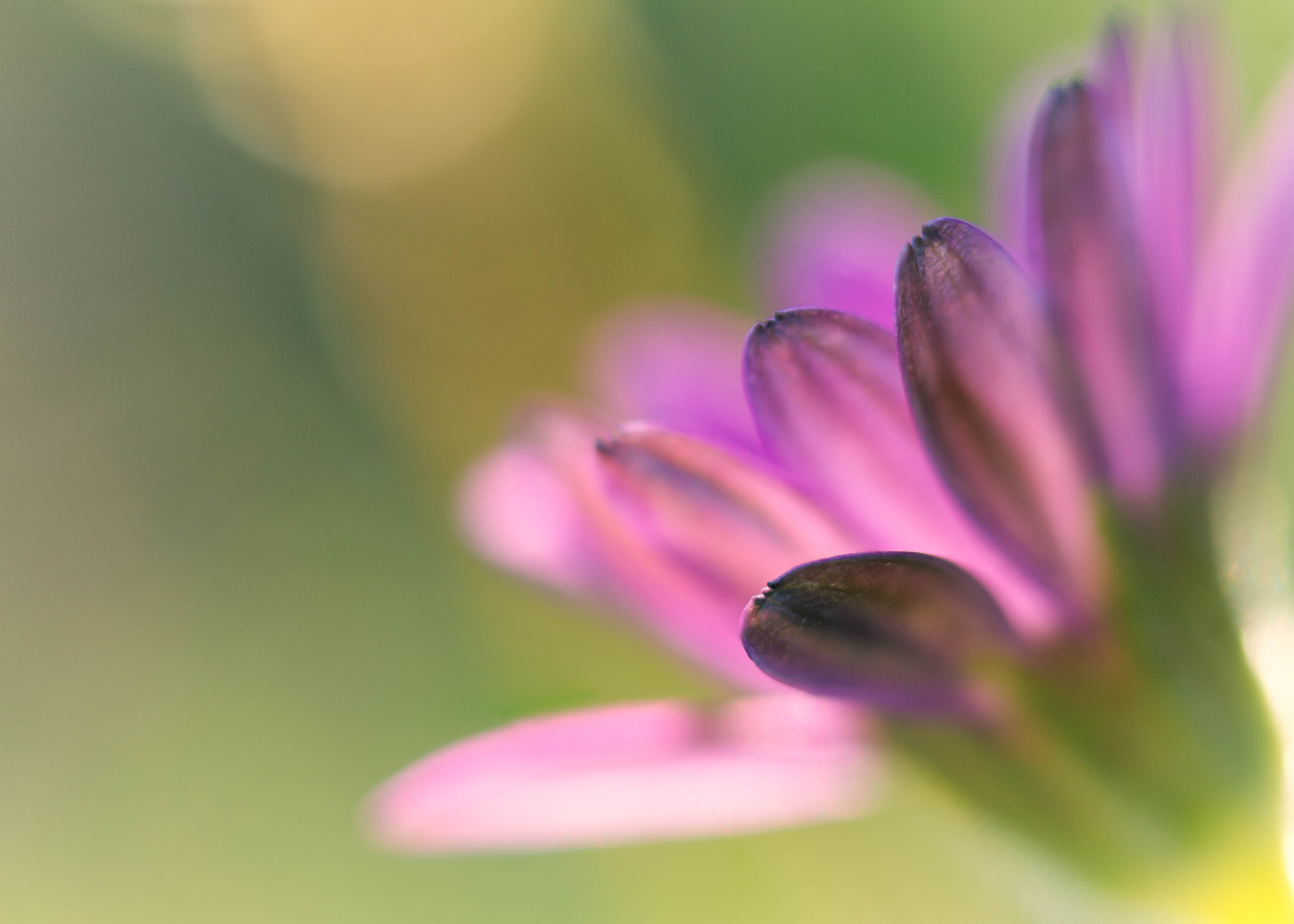 photo, petal, daisy, flower, floral, daisies, purple flower, beauty In Nature, summer, Zerene, pink Color, closeup, focus stacking, flower  flower, 5K, HD Wallpaper