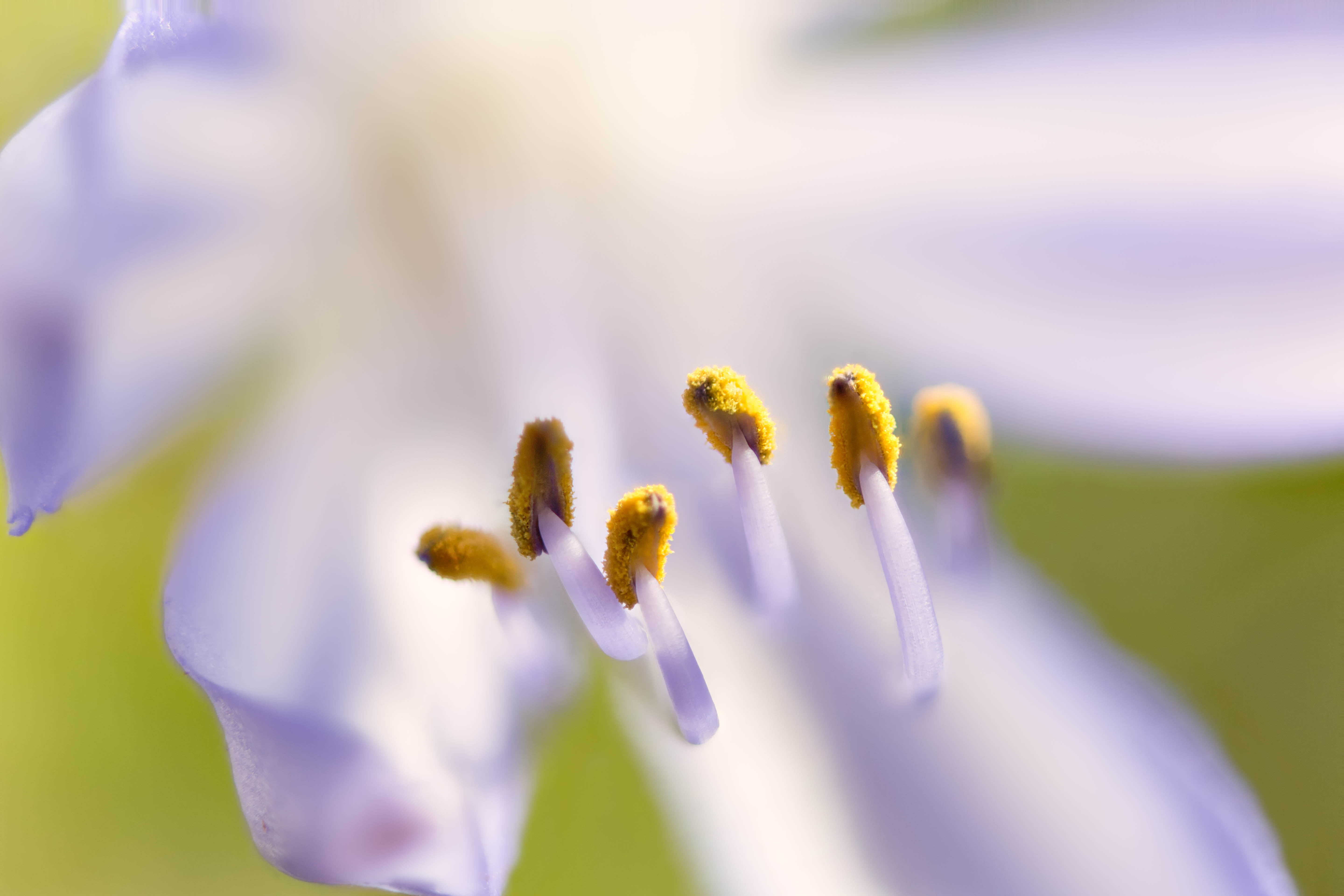 Denver Botanic Gardens, Colorado, springtime, time, macro, flower, Stacker, yellow, closeup, petal, green Color, Zerene, 5K, floral, day, plant, close-up, HD Wallpaper