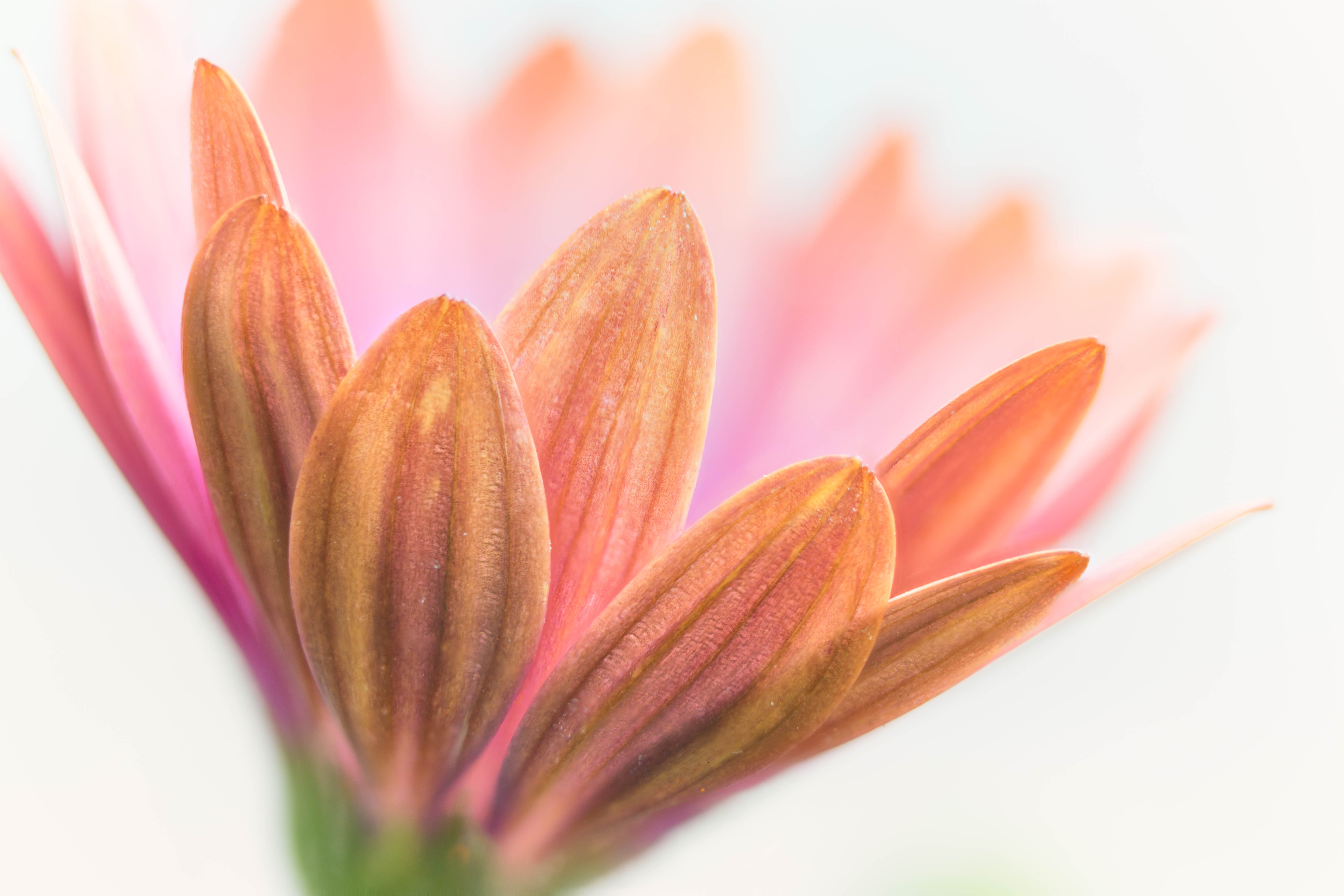 closeup, flower, close-up, macro, petal, 5K, daisies, African Daisy, plant, nature, pink, flower Head, daisy, Stacker, Denver Botanic Gardens, photography, HD Wallpaper