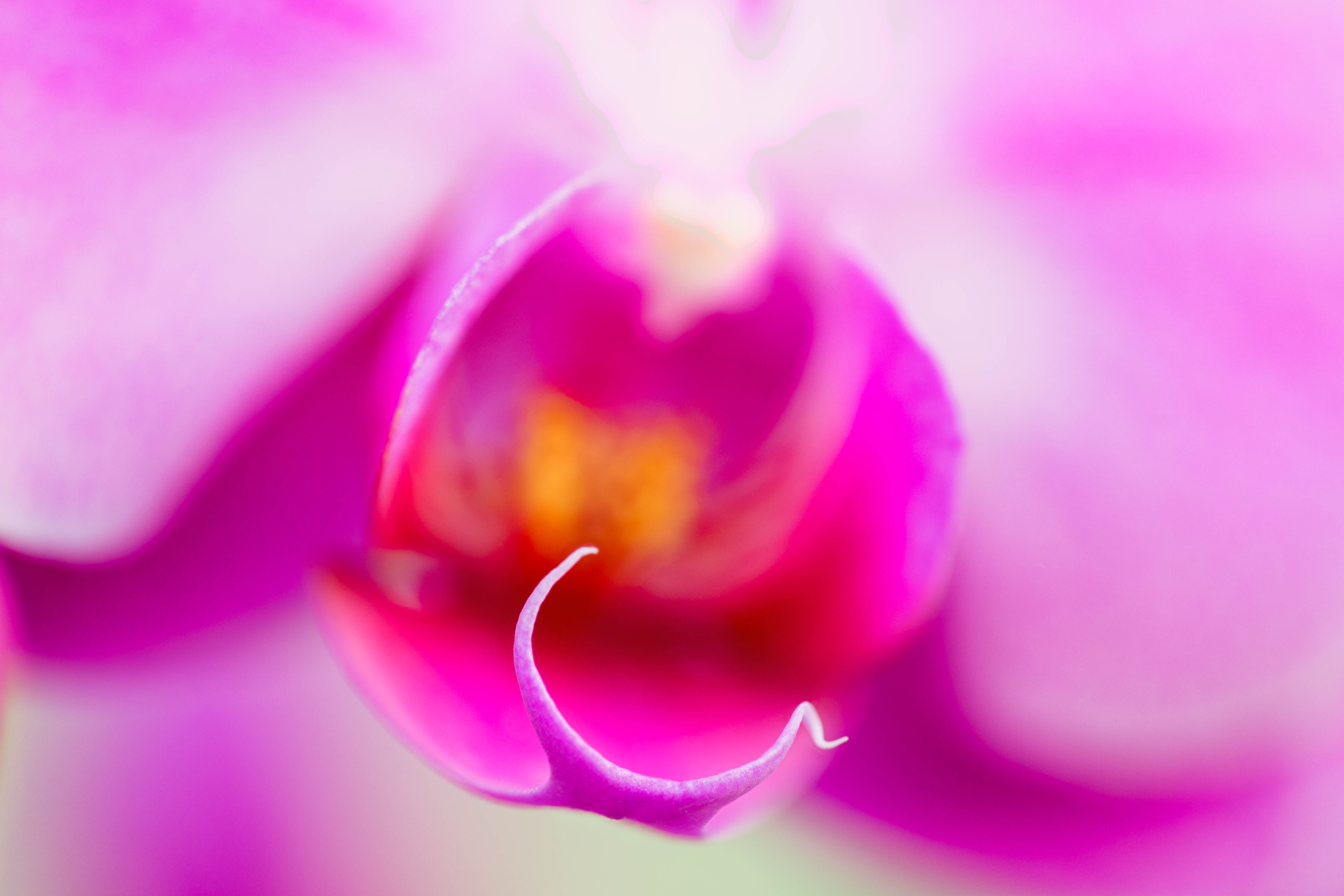 flower, purple, focus stacking, orchids, floral, Colorado, 5K, selective focus, Denver Botanic Gardens, focus, Serene, Stacker, selective, closeup, flowers, HD Wallpaper