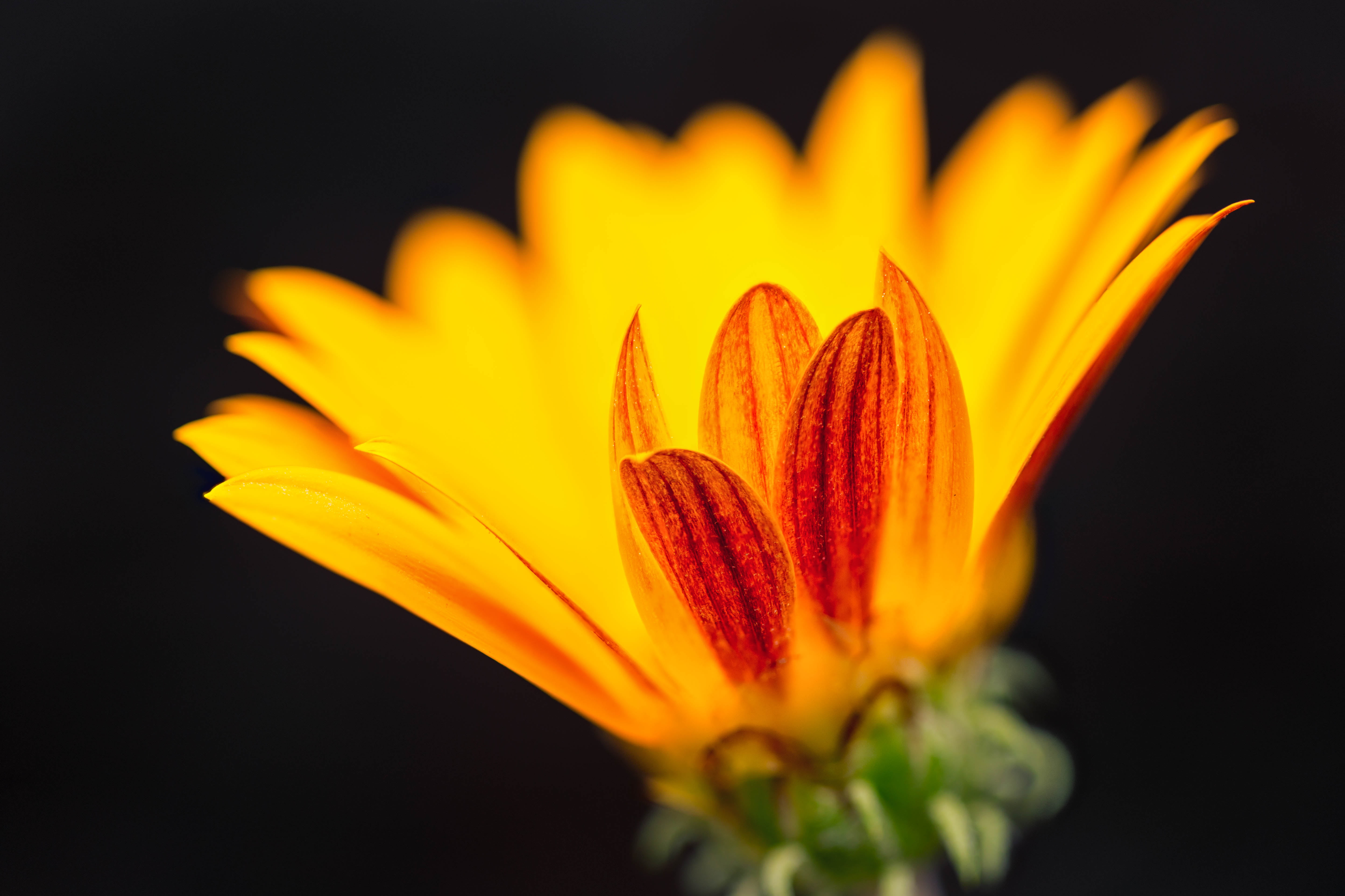 plant, yellow, summer, indoor, petal, floral, Gazania, Denver Botanic Gardens, single Flower, closeup, Colorado, 5K, photo, beauty In Nature, orange  red, HD Wallpaper