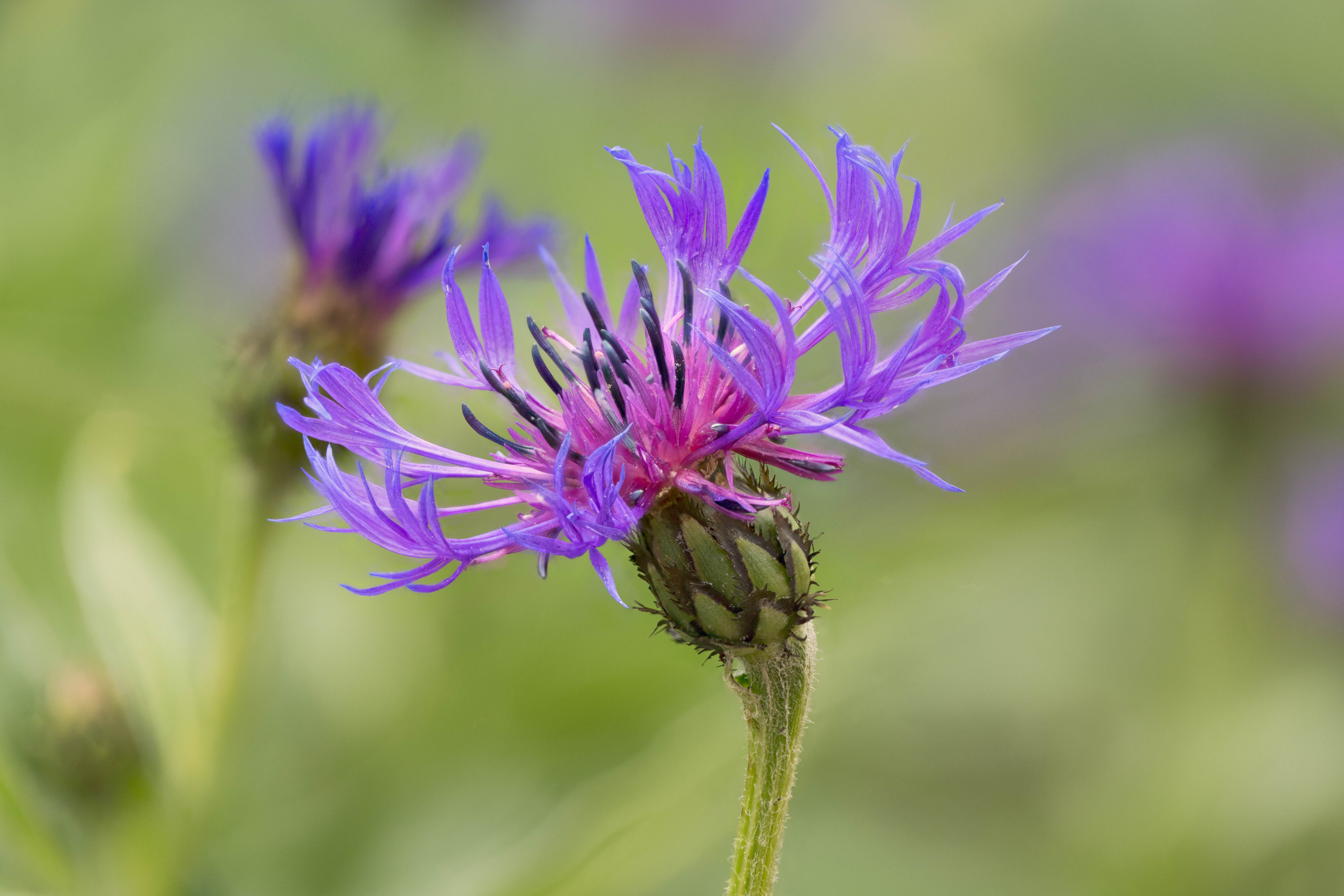 macro, spring  bloom, Centaurea, plant, closeup, Focus Stacking, focus, flower, purple, Zerene, photo, close-up, 5K, Denver Botanic Gardens, selective, HD Wallpaper