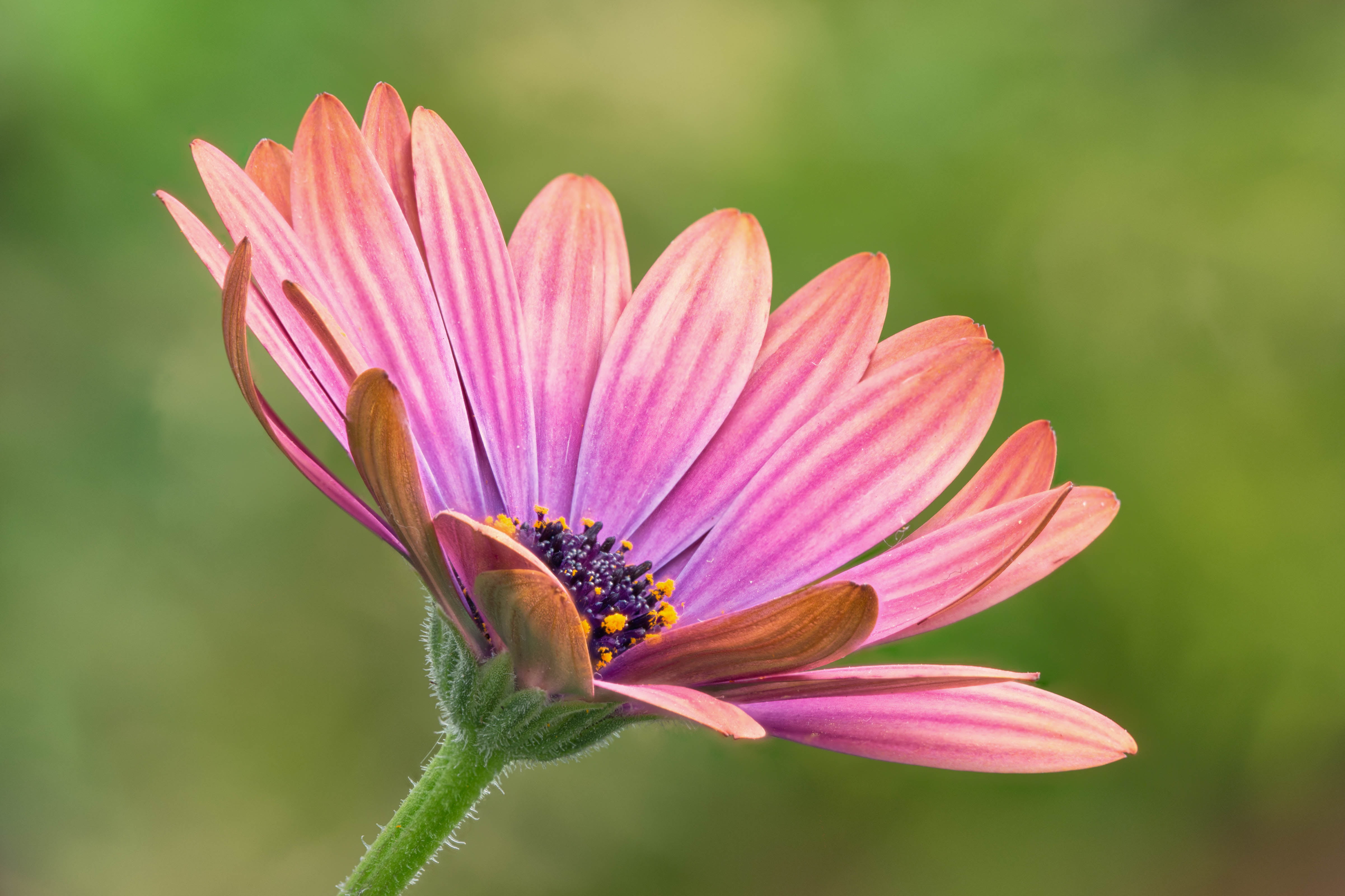 Stacker, Denver Botanic Gardens, daisy, petal, Colorado, macro, close up, floral, petaled, flower, close, 4K, close-up, flowers, Zerene, pink, African Daisy, HD Wallpaper