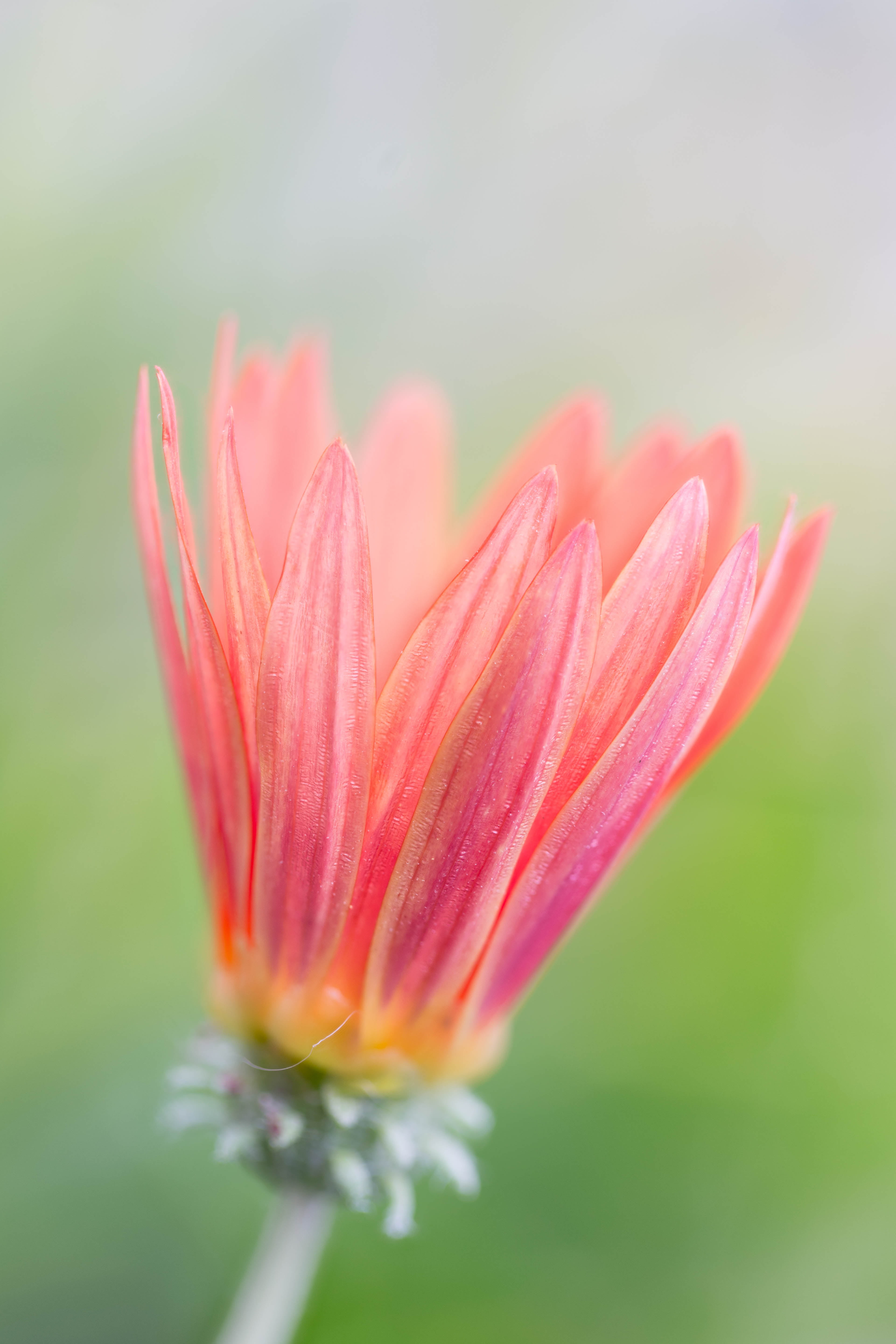floral, summer, focus stacking, Colorado, flower Head, peach-colored, pink, nature, colored, Stacker, daisies, plant, Denver Botanic Gardens, micro, Daisy, Phone HD Wallpaper