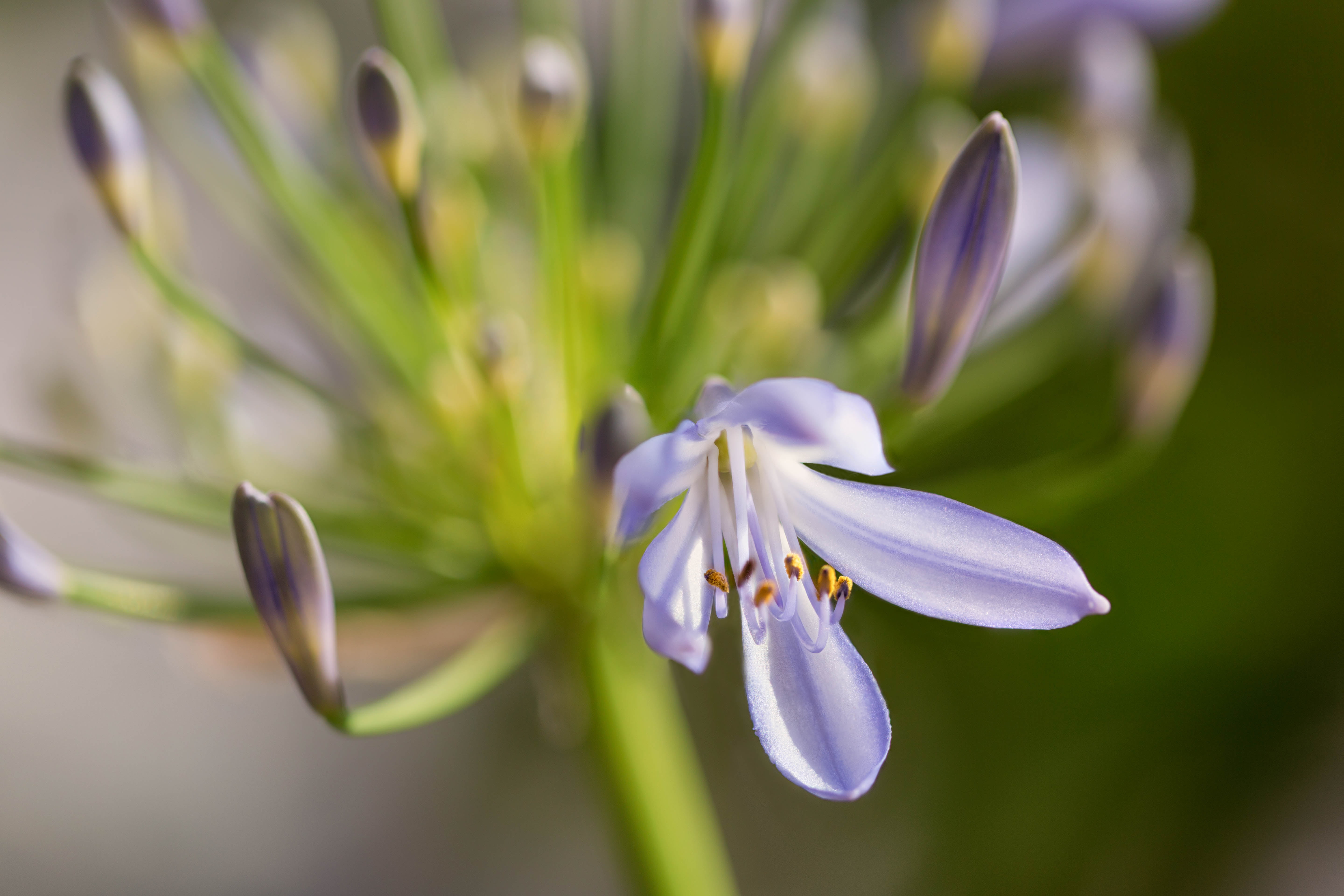 purple, lily, closeup, close-up, plant, macro, nile, flower, 5K, nature, selective focus, Zerene, Agapanthus, petal, Colorado, floral, Stacker, photography, HD Wallpaper