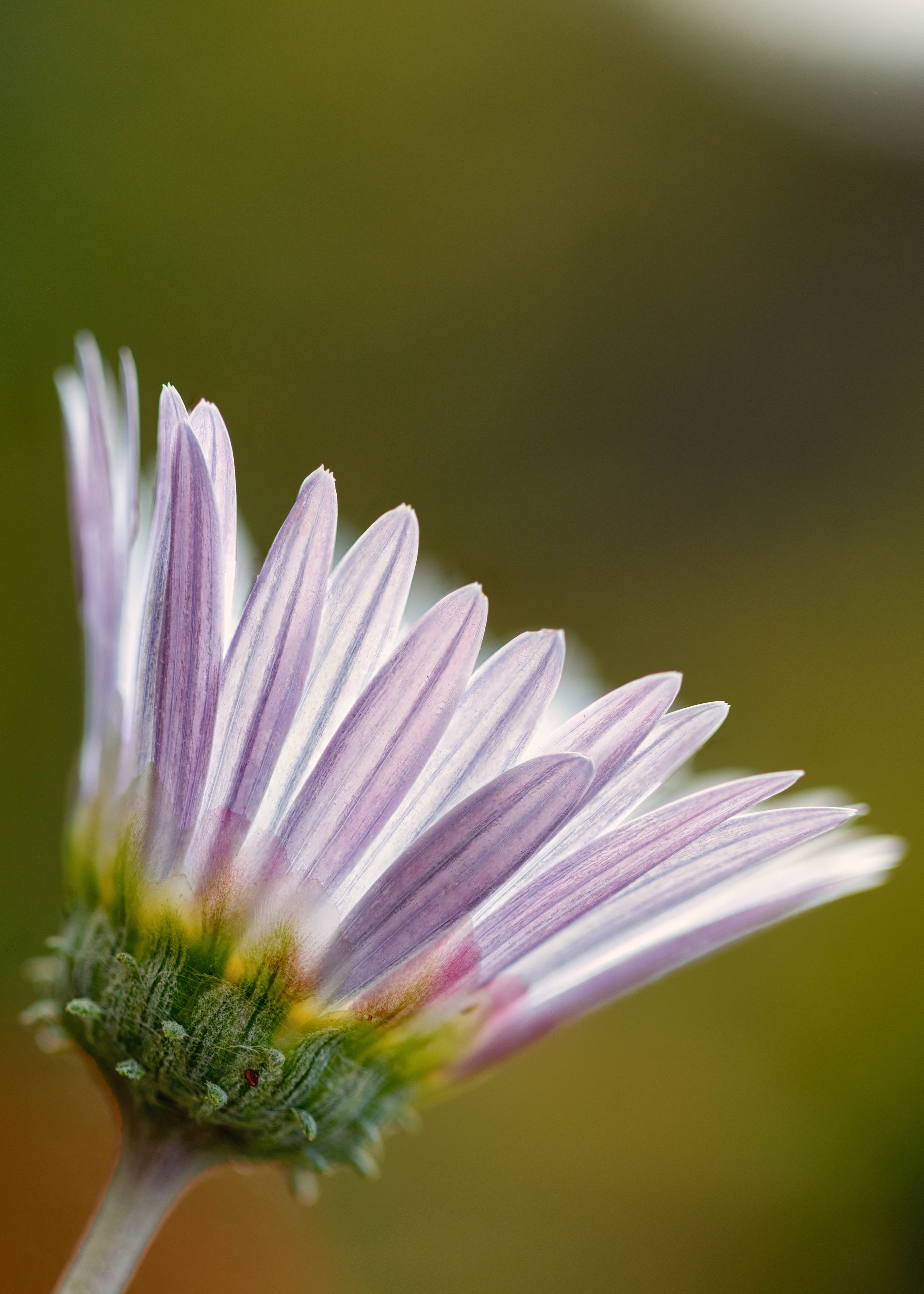 flower, Colorado, macro, floral, bloom, plant, beauty In Nature, petal, summer, in bloom, Daisy, single Flower, closeup, purple, Stacker, focus stacking, Phone HD Wallpaper