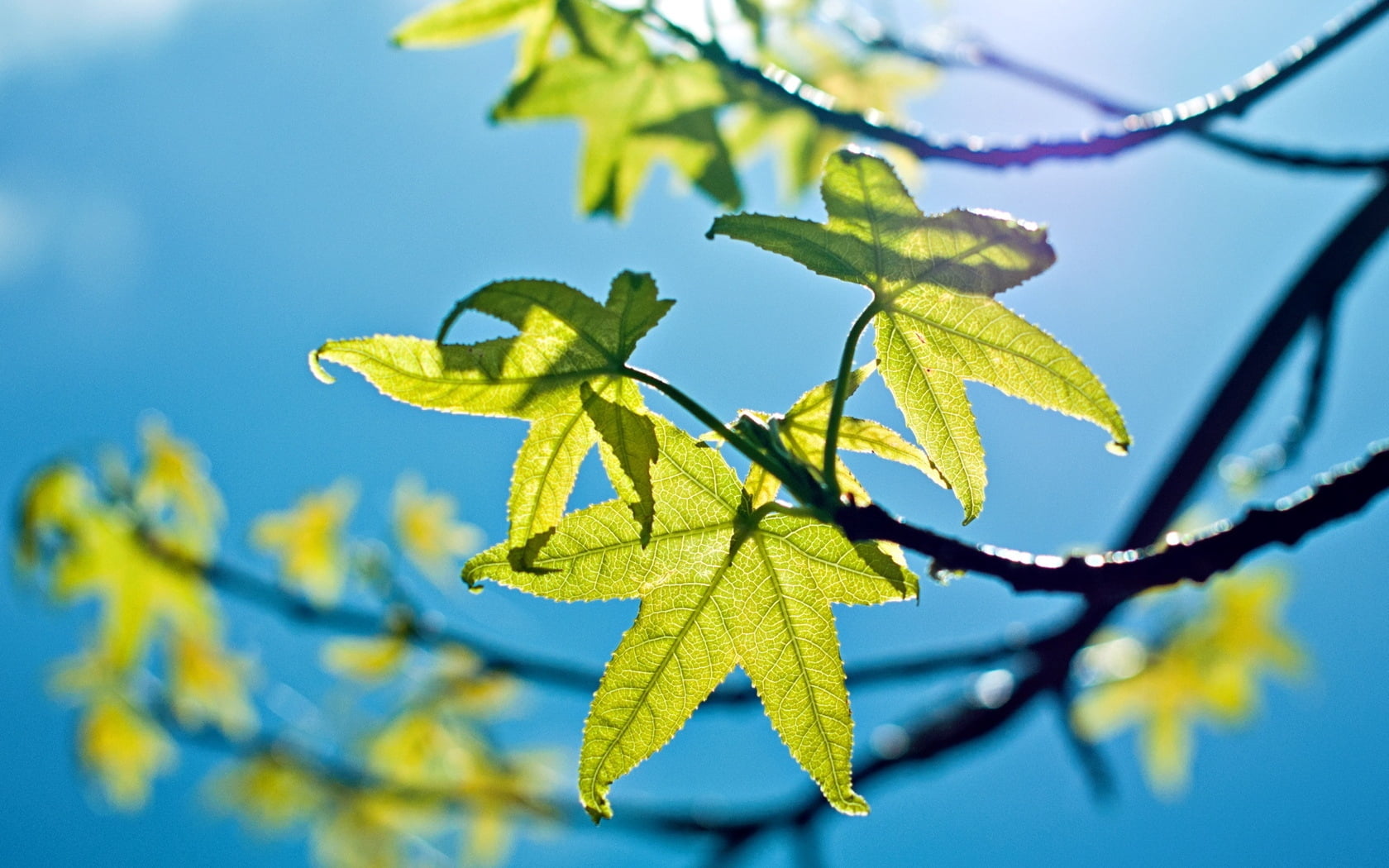 environment, light, outdoors, colors, green Color, close-up, twig, freshness, plant part, tree, 720P, spring, leaf, blue background, bright, backgrounds, HD Wallpaper