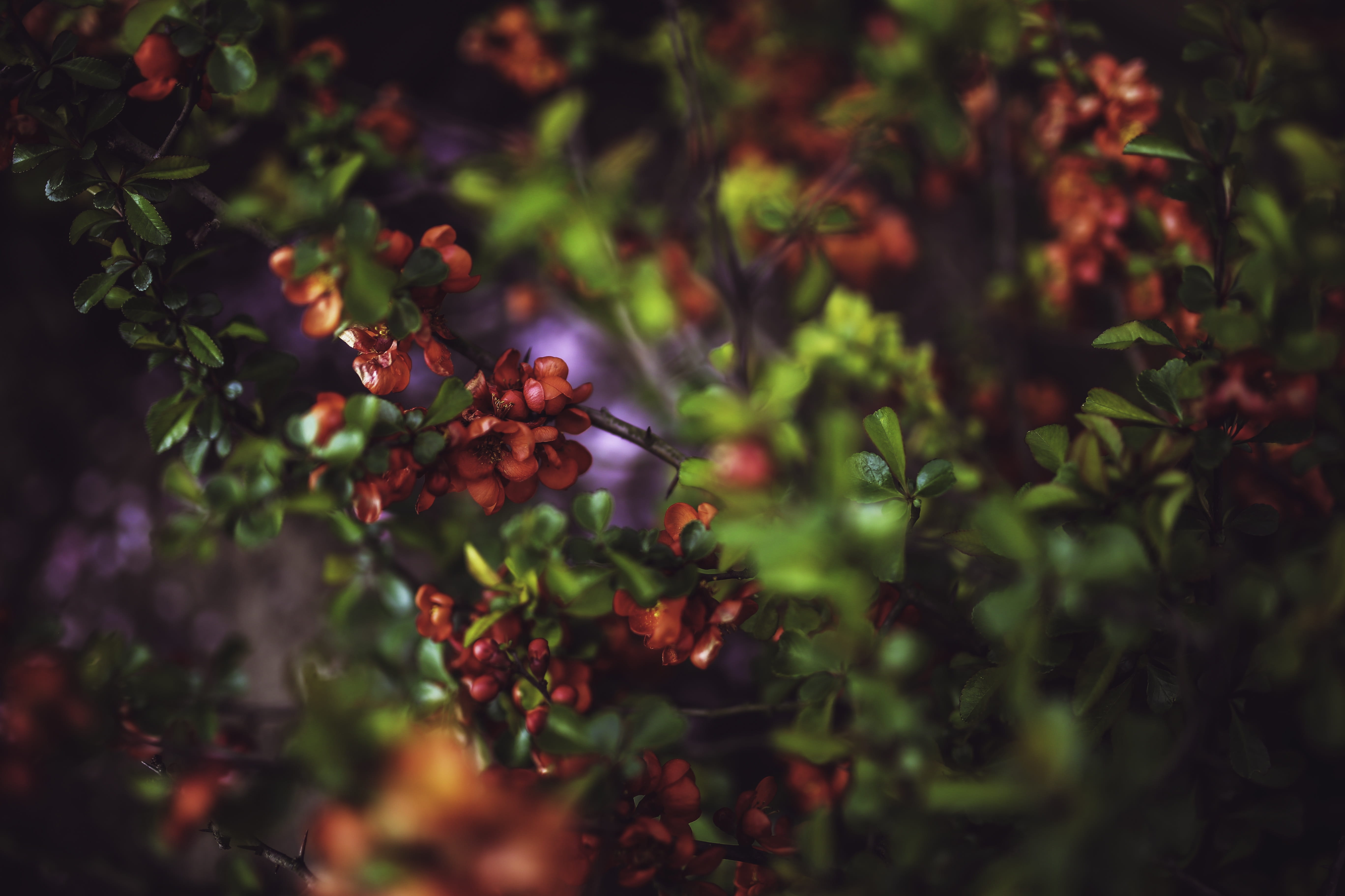 plant, freshness, leaf, close-up, green, leaves, growth, outdoors, orange, no people, young, tree, wellbeing, nature, quince, 5K, cydonia oblonga, ripe, HD Wallpaper