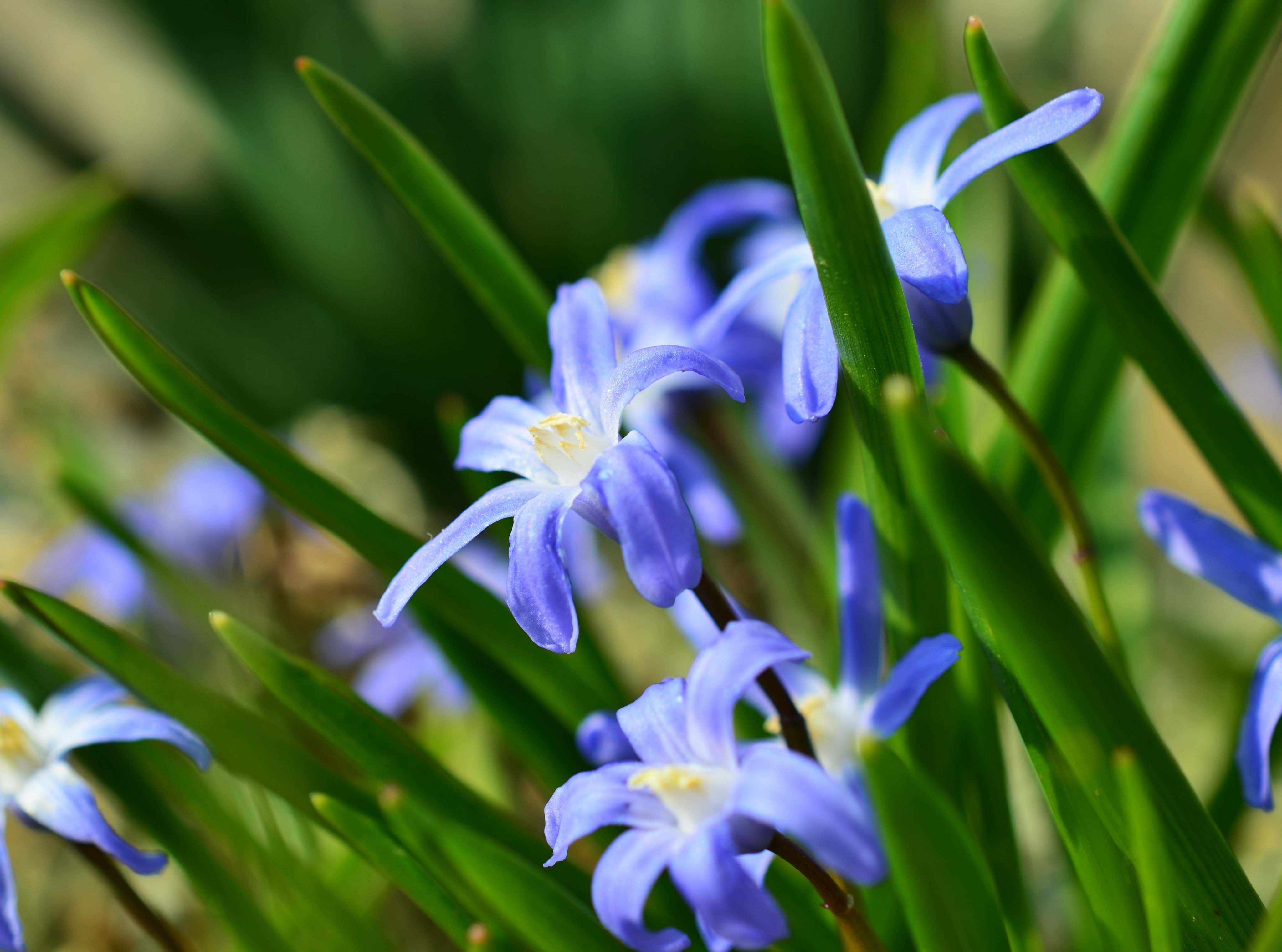 Flowers, Growth, Life, ecology, Seasons, Spring, bokeh, Beauty, 4K, floral, Branch, Plant, Young, Outdoors, Nature, Green, Garden, purple, Tree, Fresh, HD Wallpaper
