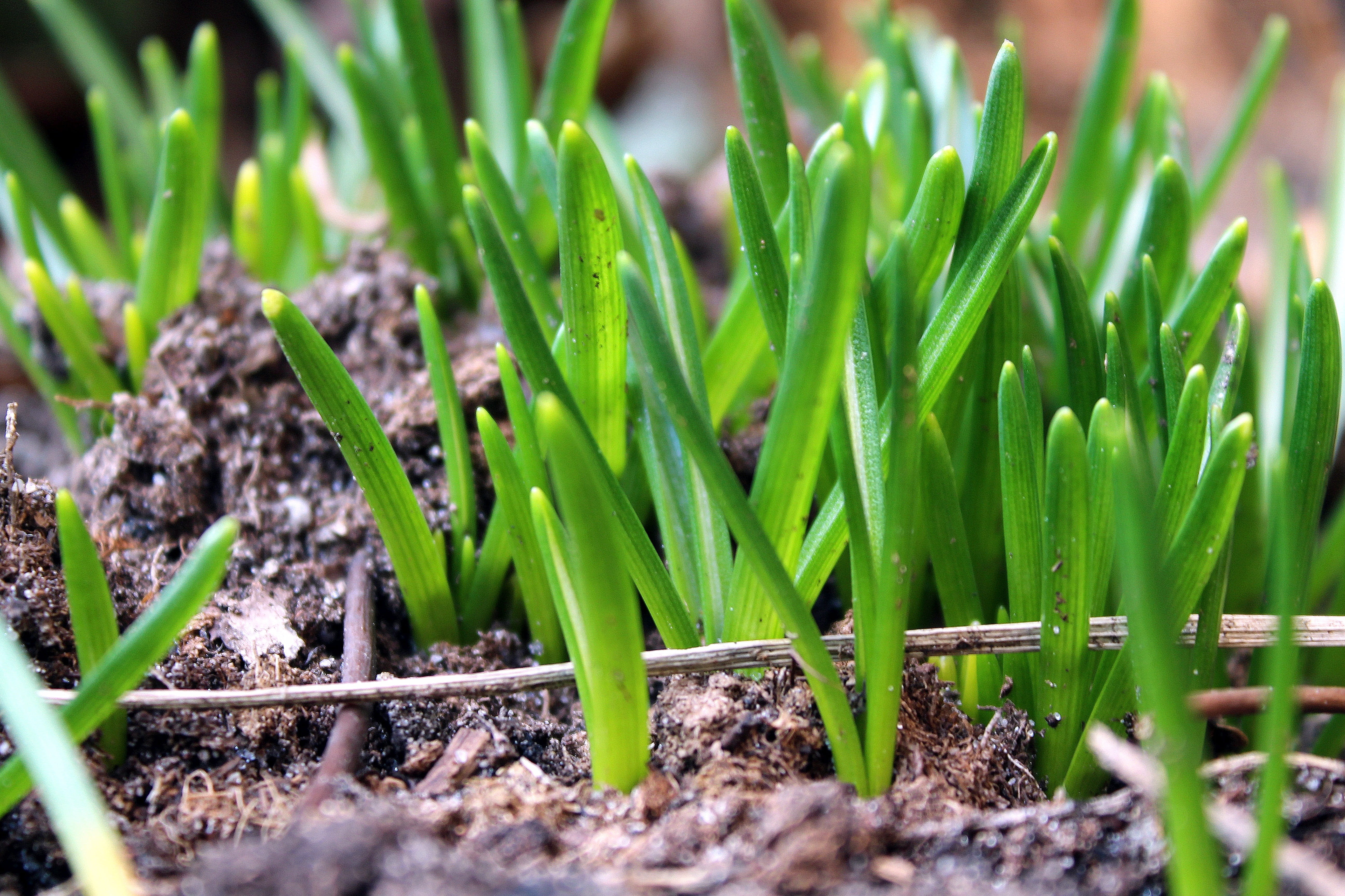 field, plantation, mud, early spring, leaf, gardening, new life, 5K, plant part, beginnings, no people, growth, nature, green color, selective focus, agriculture, HD Wallpaper