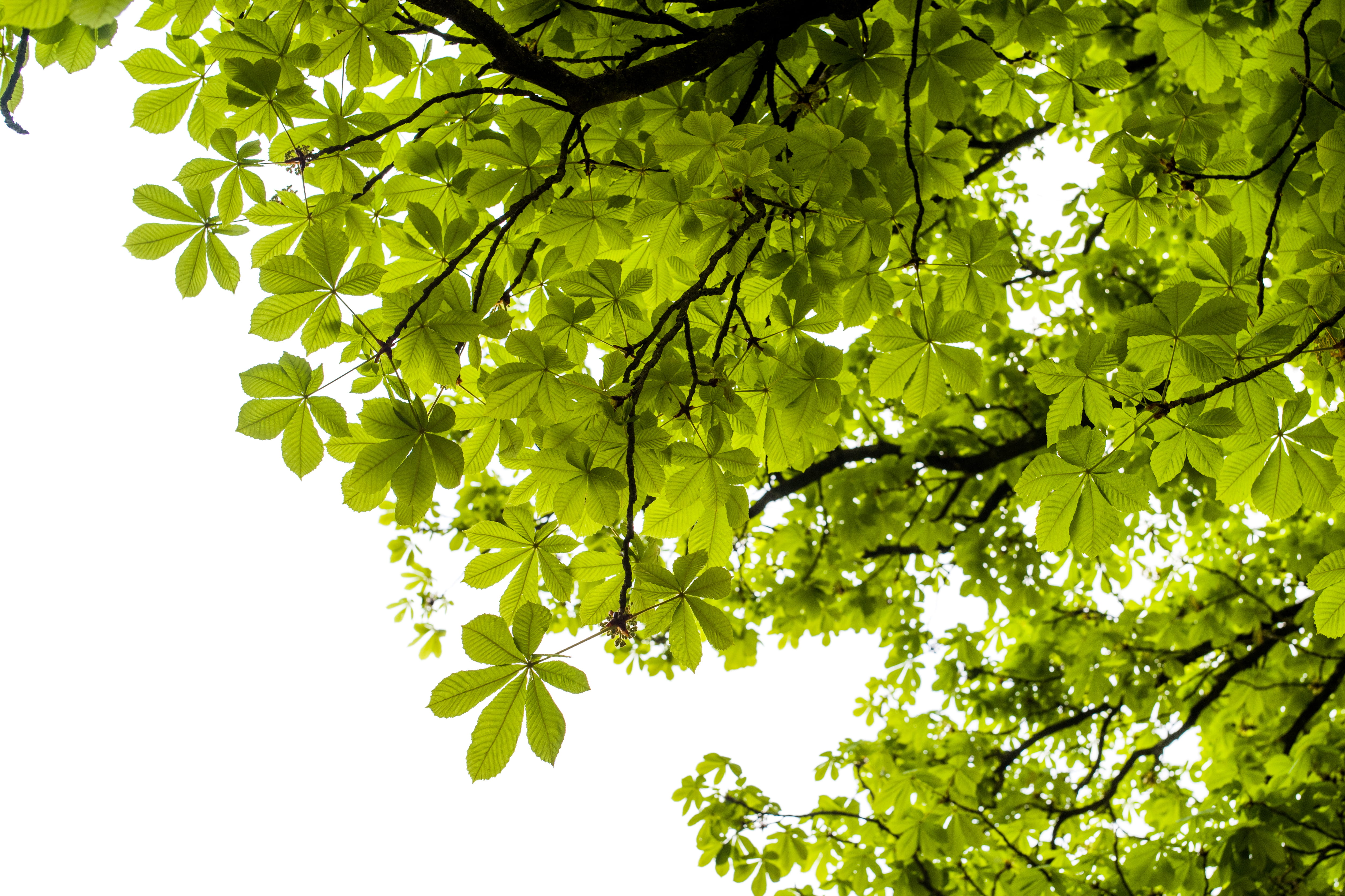 lush foliage, low angle view, sunlight, fresh, beauty in nature, tranquility, up, sky, tree, roof, backgrounds, young, 4K, freshness, plant, day, leave, HD Wallpaper