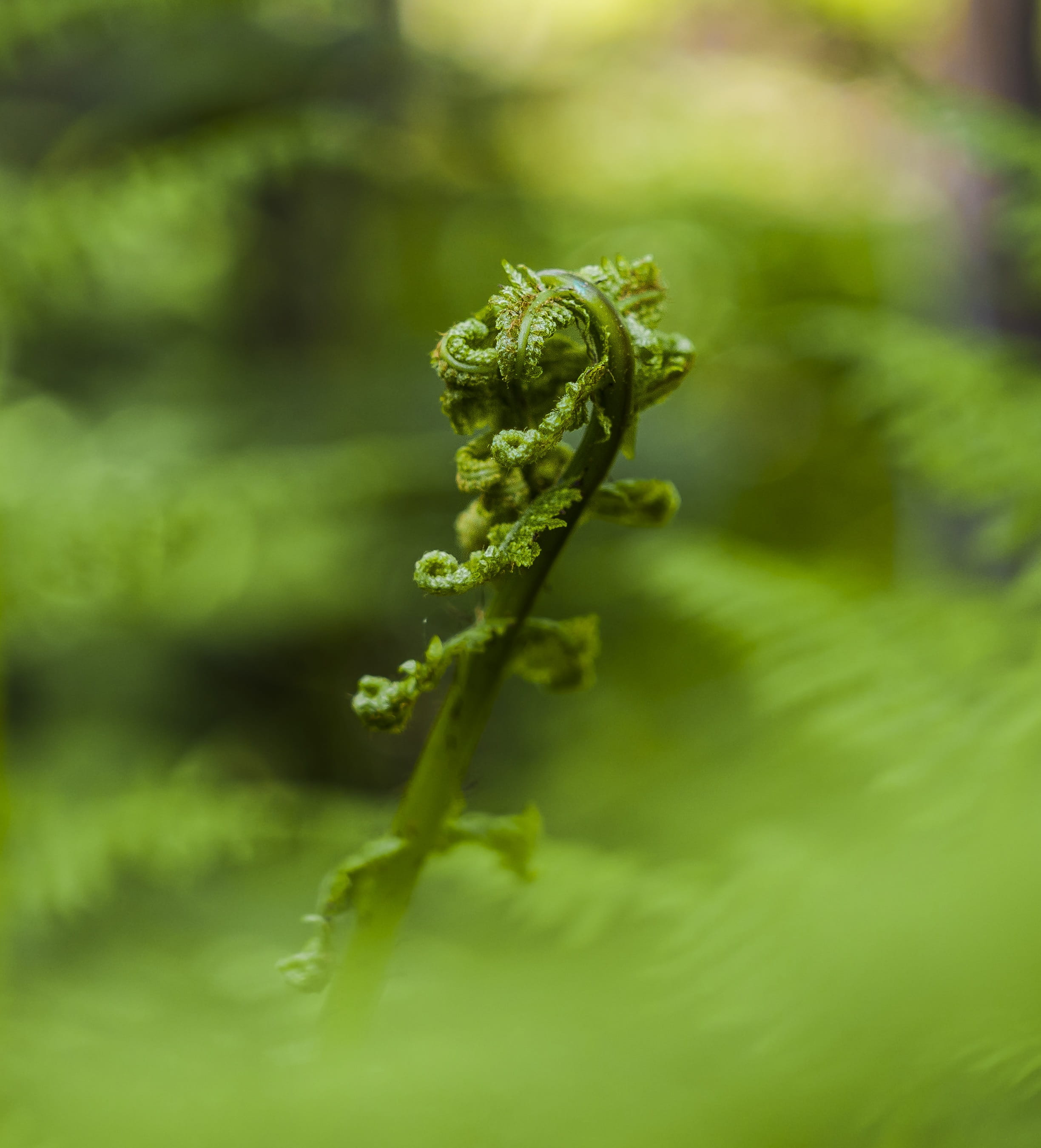Nature, flower, light green, young, 2K, roll out, outdoors, Fern, no people, plant, leaves, day, close, fragility, plant part, bokeh, Sprouts, focus on foreground, Phone HD Wallpaper
