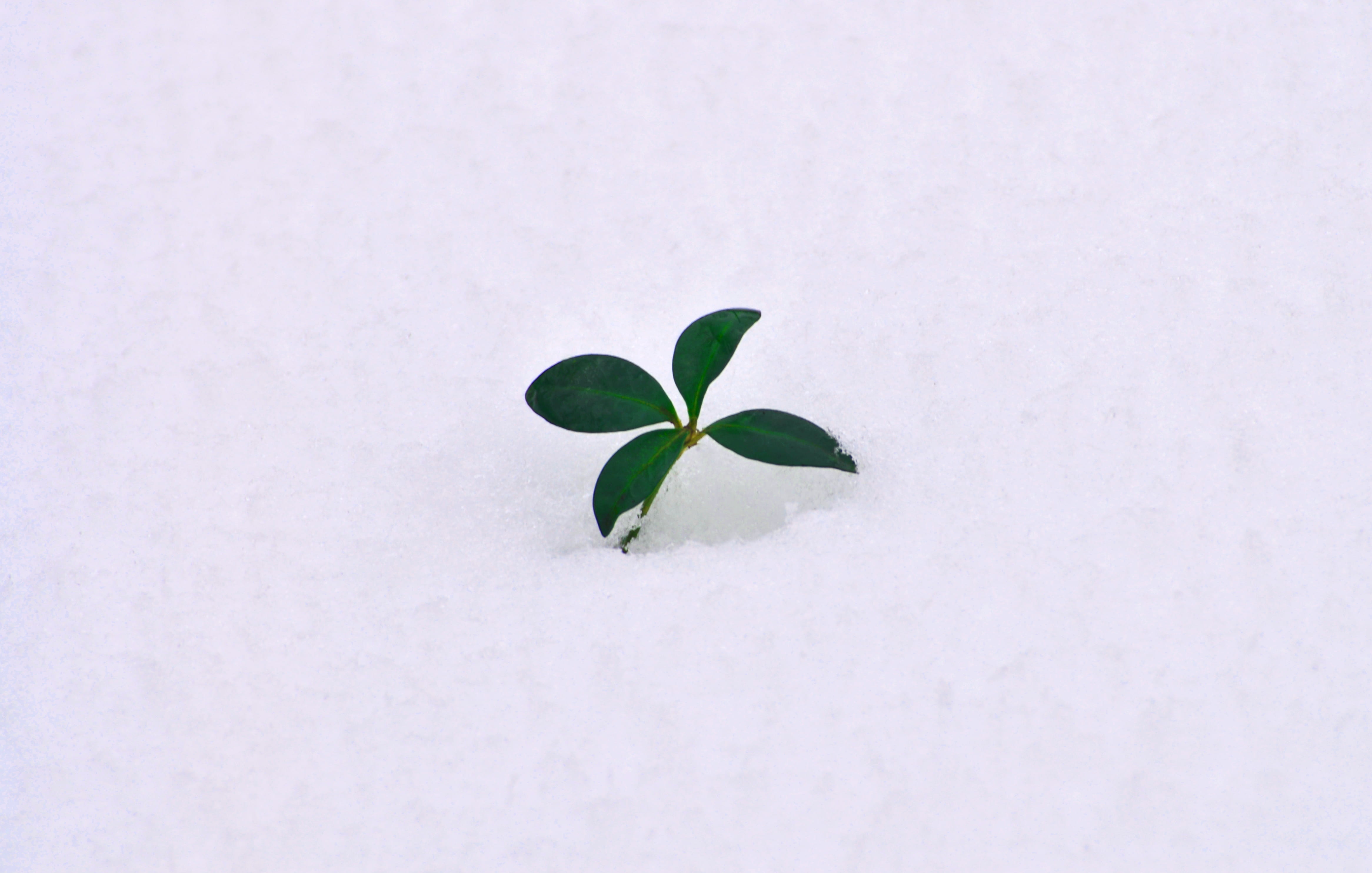 petal, blossom, spring, young, outdoors, symbol, hail, leaf, frost, freshness, snow, nature, growth, ice, no people, fragility, land, winter, day, studio shot, HD Wallpaper