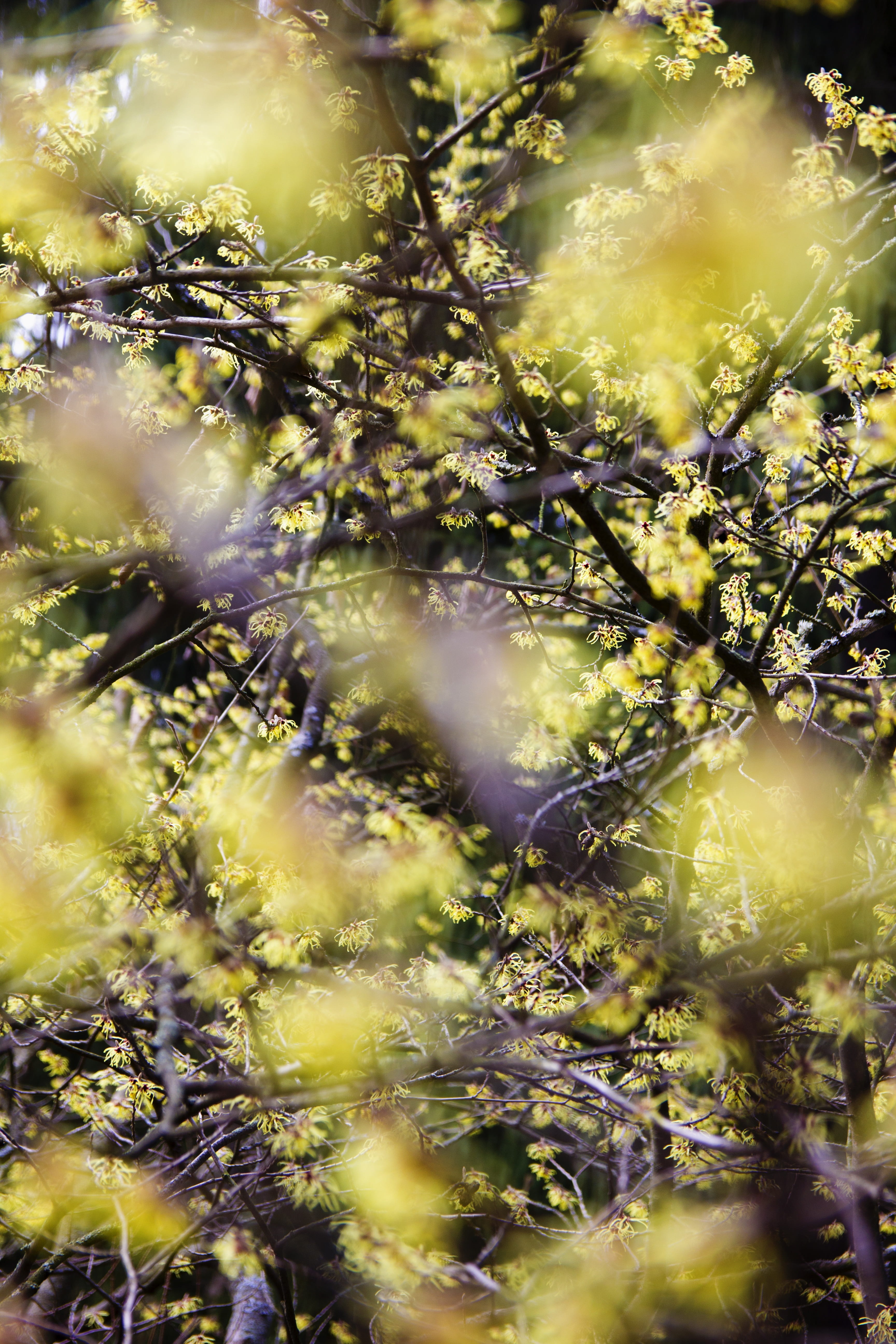 outdoor, tranquility, branches, growth, spring, leaves, close-up, flower, selective focus, 5K, green color, branch, backgrounds, flora, pattern, sunlight, Phone HD Wallpaper