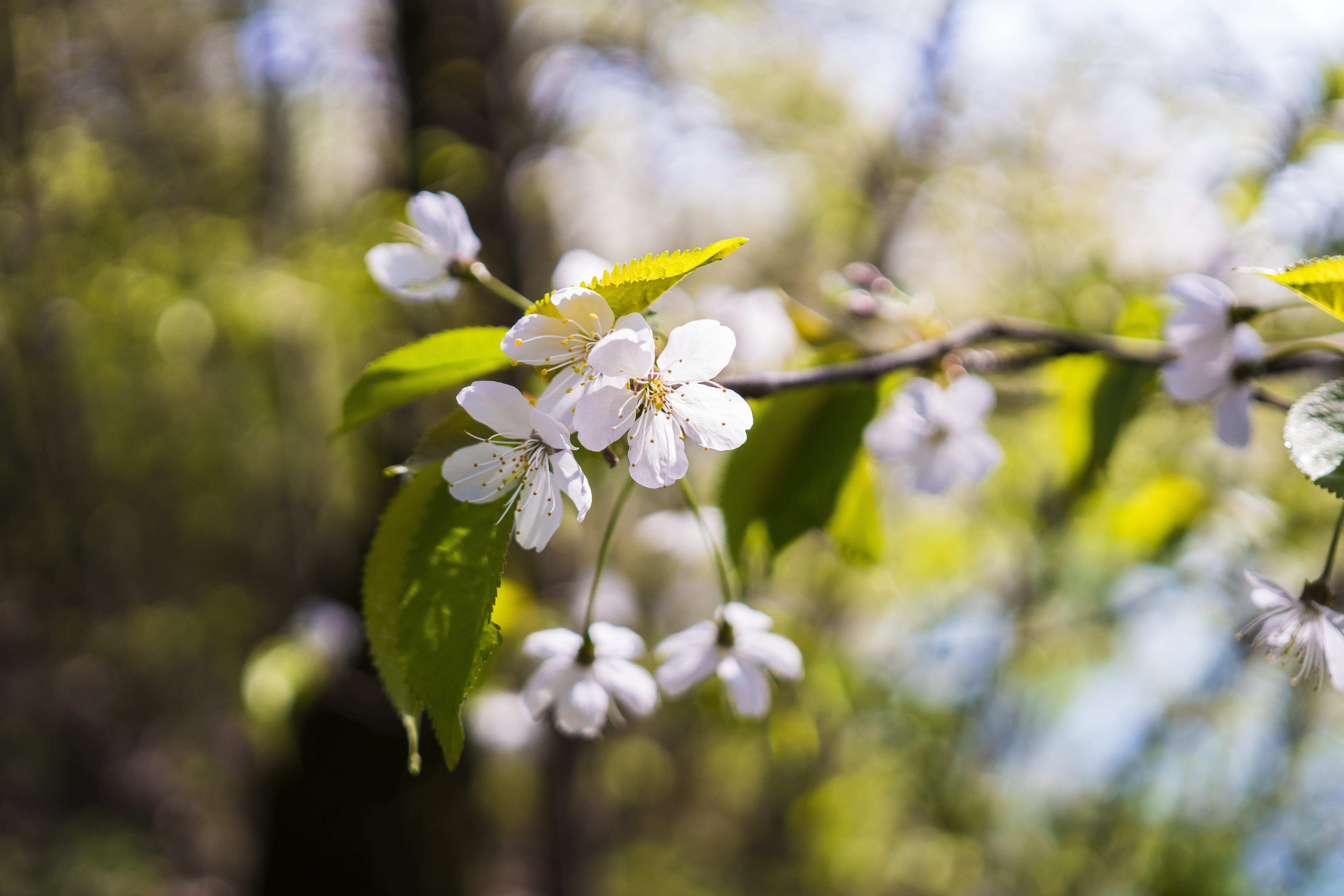 freshness, focus on foreground, Cherry Blossom, close, leaves, cherry tree, cherry, flowering plant, day, outdoors, green, close-up, 5K, growth, foliation, HD Wallpaper
