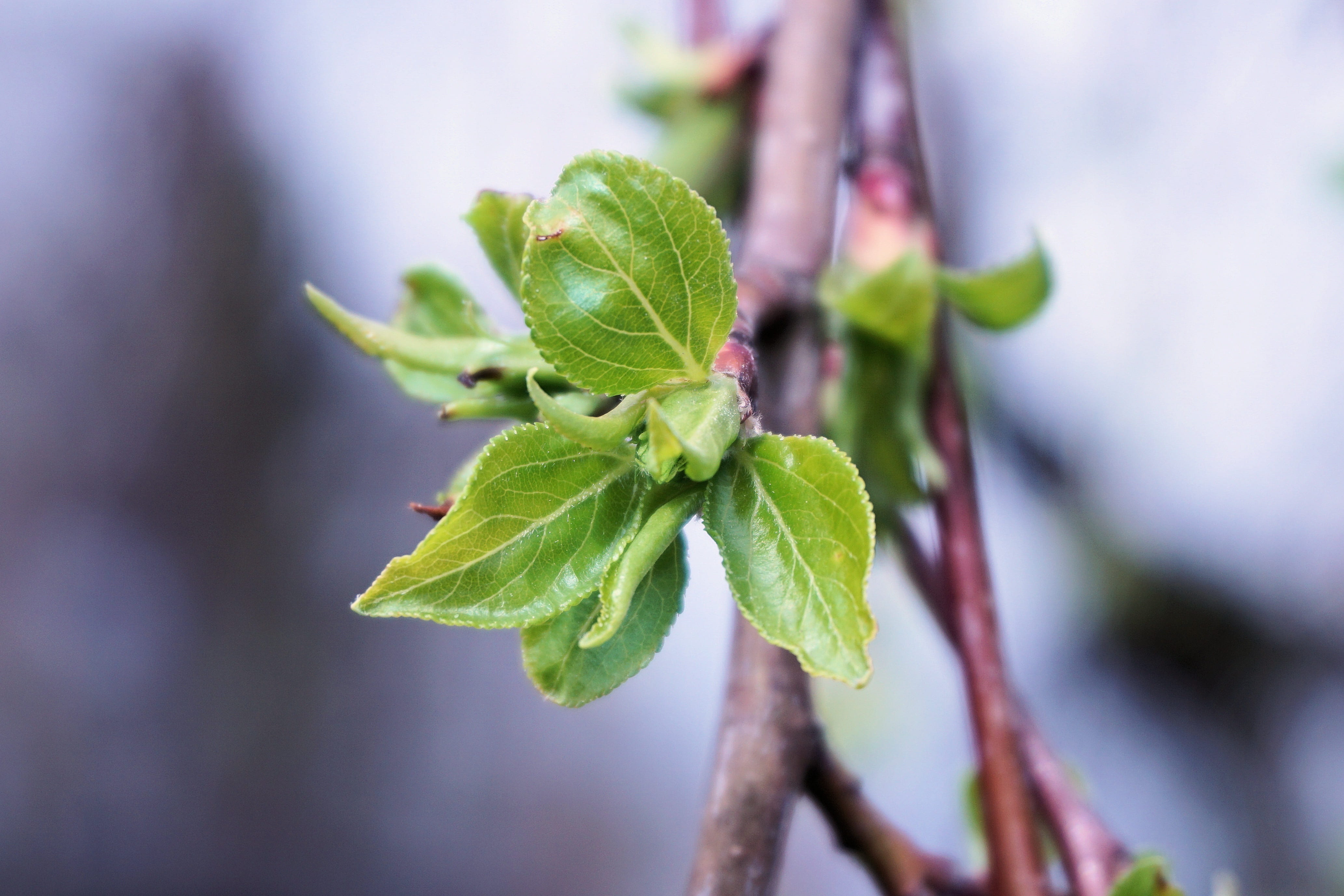 leaf, day, outdoors, close-up, selective focus, leaf structure, spring, young, plant, boy shoots, live new, flower, food, medicine, plant part, deciduous tree, HD Wallpaper