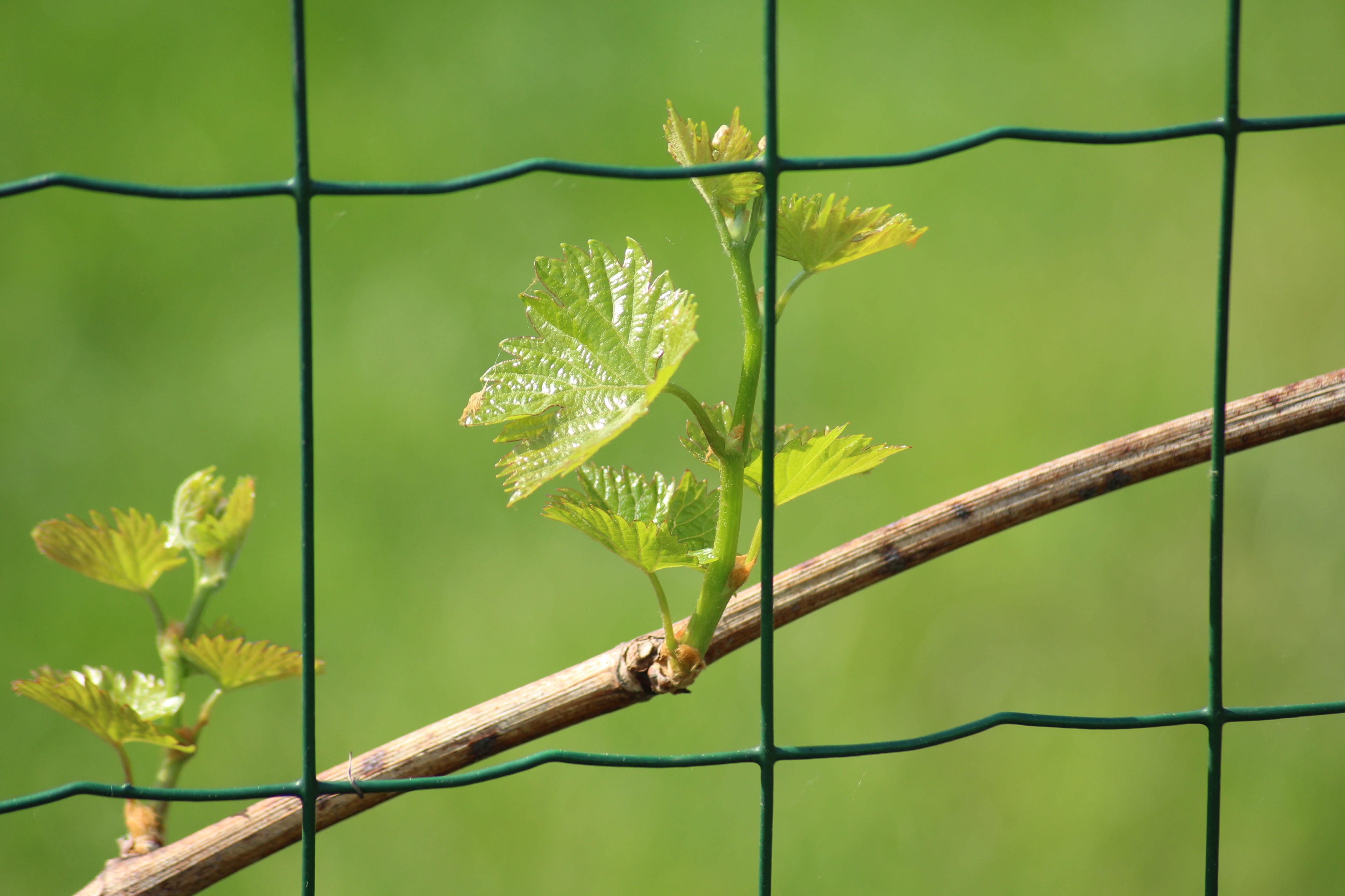 beauty in nature, day, flower, plant stem, yellow, grapes, flowering plant, plant part, green, safety, outdoors, no people, nature, plant, sunlight, metal, HD Wallpaper