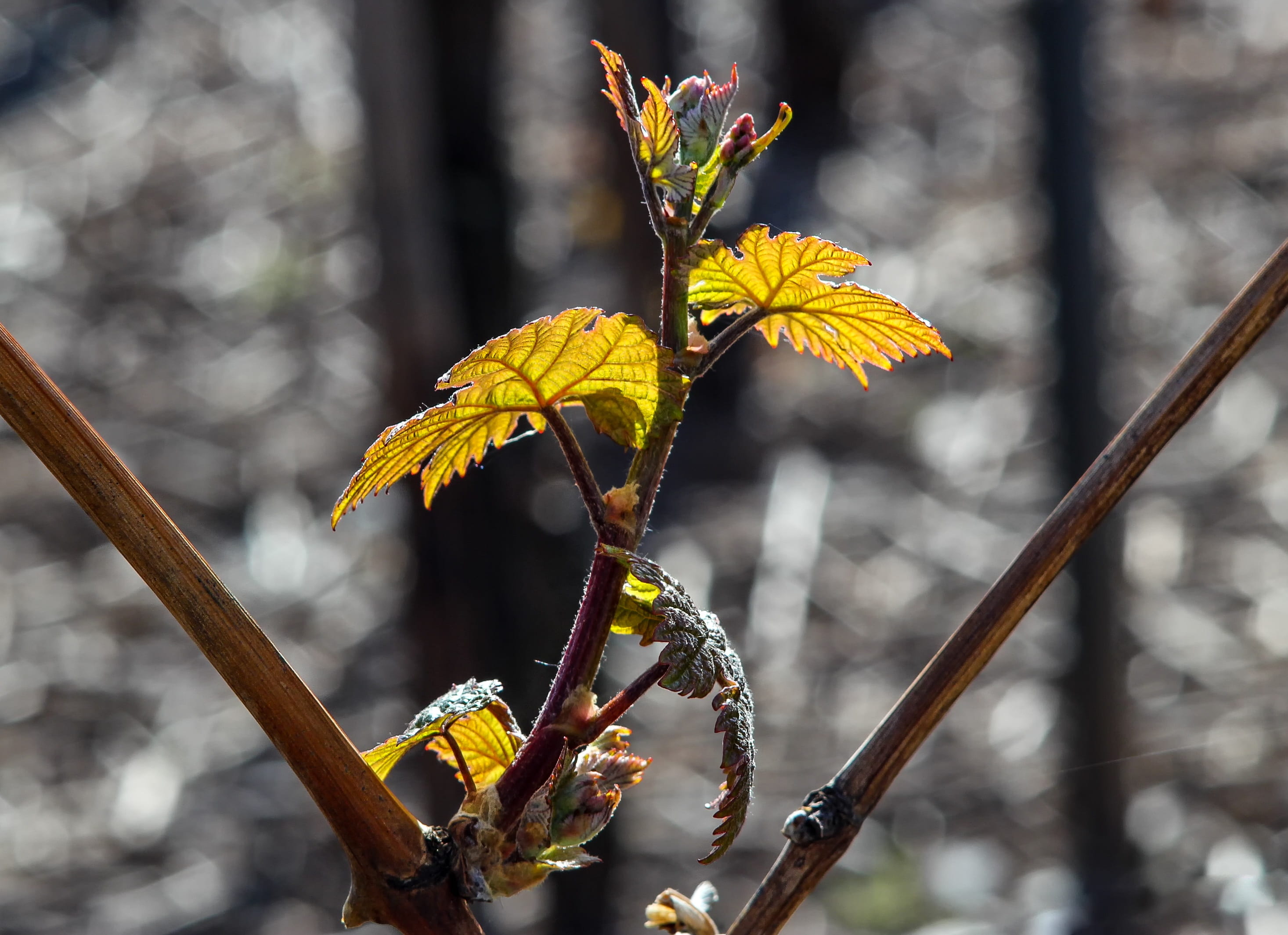 engine, scion, spring, 2K, wine, growth, yellow, beauty in nature, tree, back light, young leaf, flower, leaves, nature, dry, plant part, plant, twig, HD Wallpaper