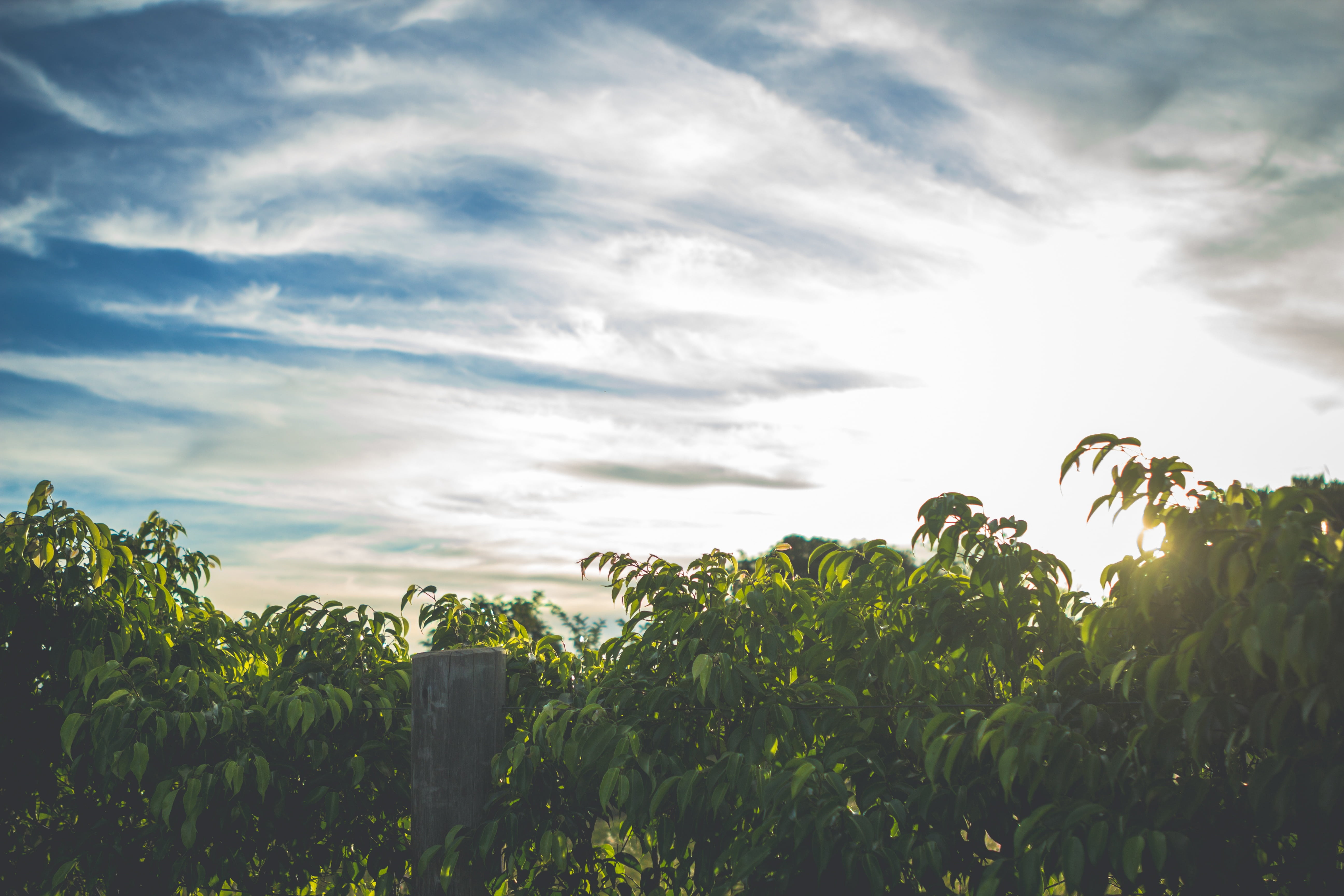 outdoors, tranquility, field, skies, leaves, plants, outdoor, non-urban scene, trees, 5K, landscape, fruit, ecology, sunshine, beauty in nature, gardening, HD Wallpaper