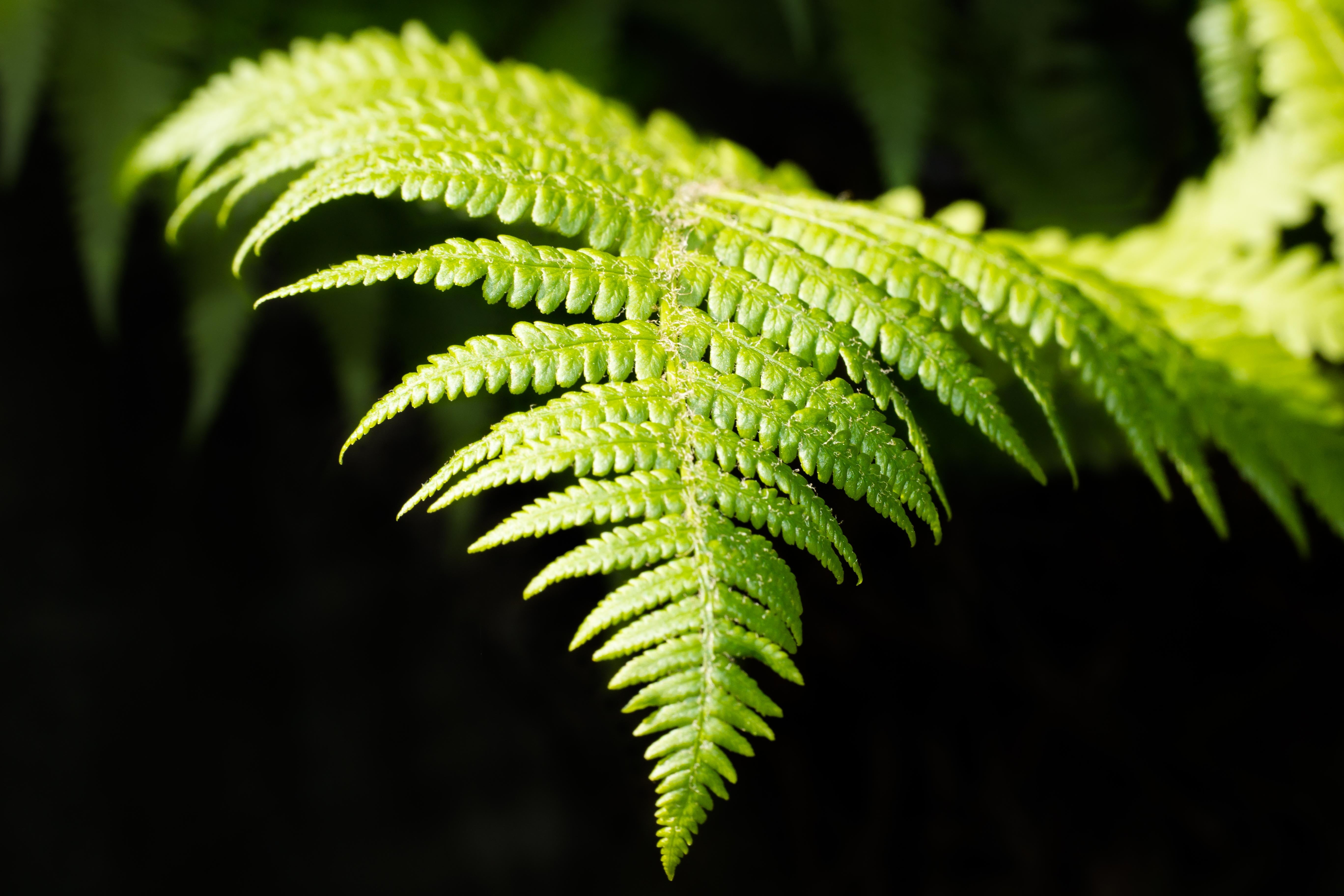 day, nature, young fern, leaf, environment, black background, fresh shoots, green, no people, macro, outdoors, plant, leaf fern, beauty in nature, close-up, HD Wallpaper