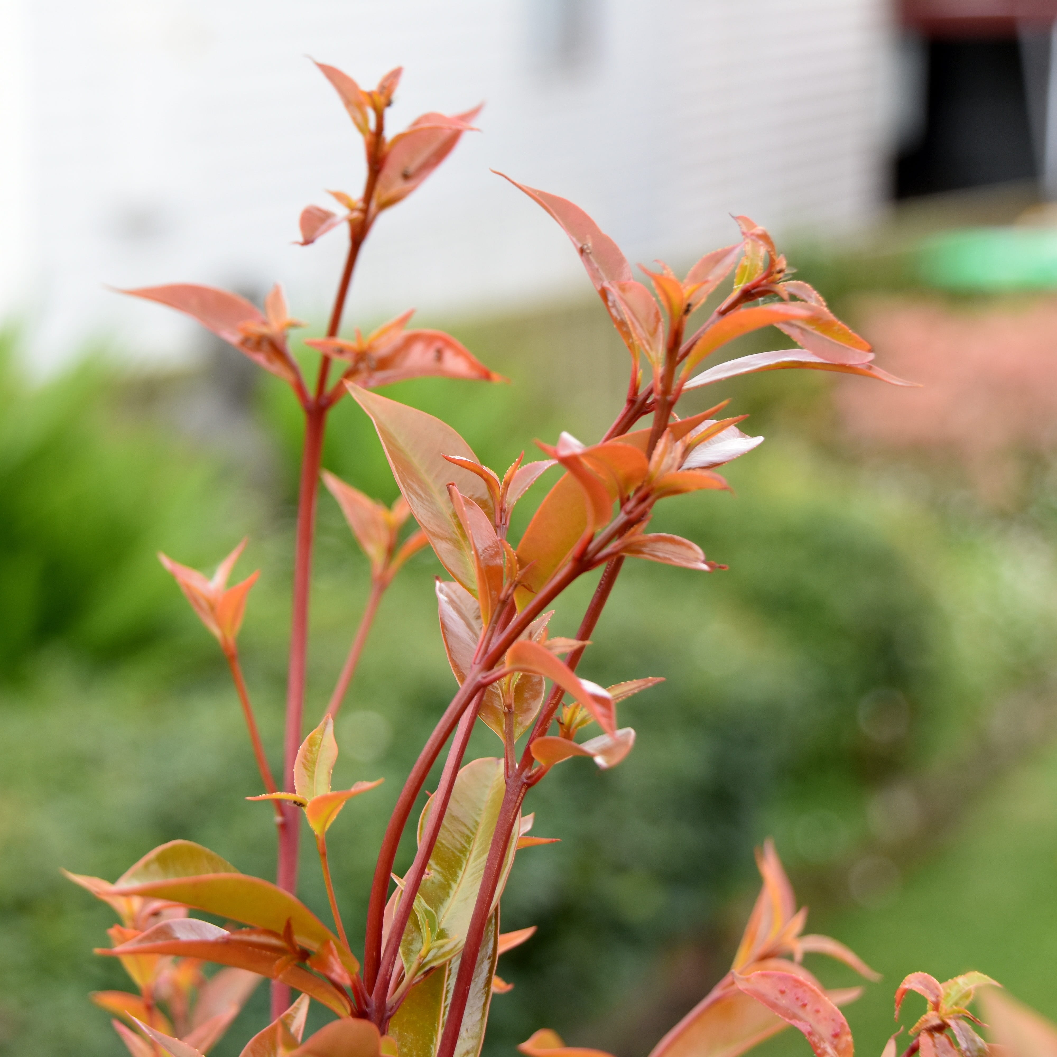 plant, new growth, nature, vulnerability, new, life, Spring, no people, focus on foreground, beauty in nature, natural, environment, orange, petal, Growth, Phone HD Wallpaper
