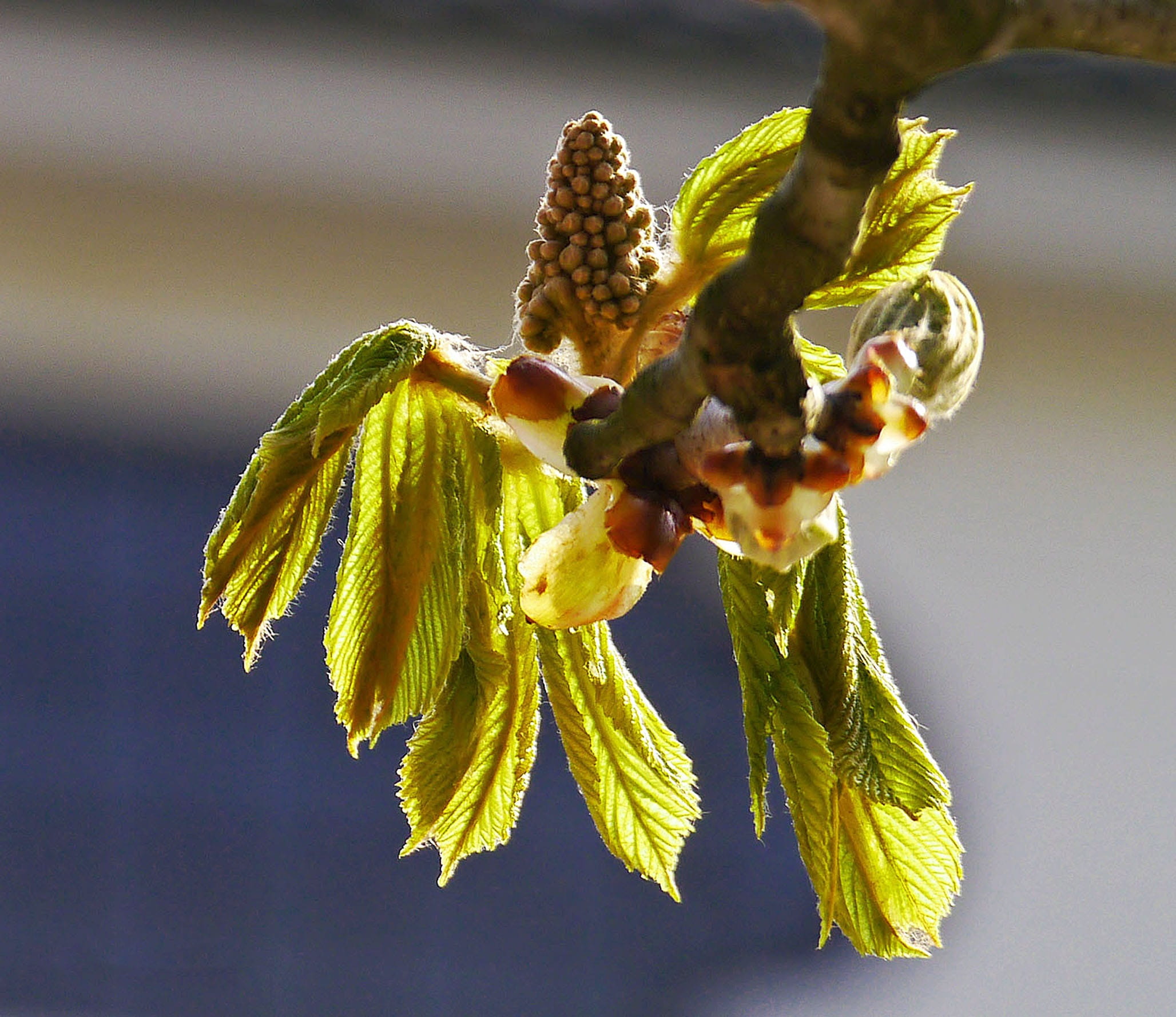 indoors, Chestnut, inflorescence, sepal, day, candle, first drive, plant, flower Head, green color, botany, freshness, flowering plant, flower, focus on foreground, HD Wallpaper
