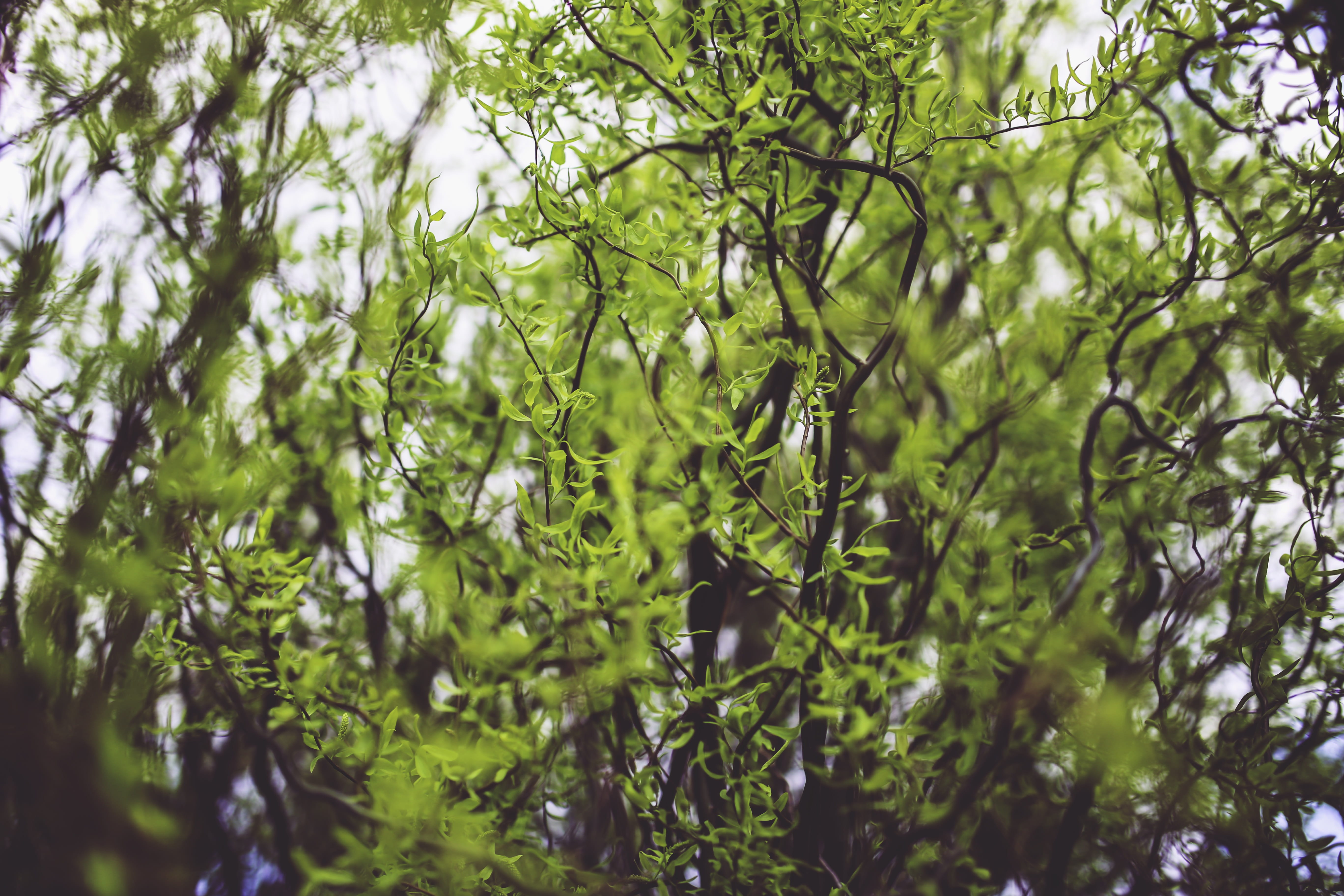 tranquility, tree, leaf, Leaf, freshness, Leaves, 5K, Tree, Willow, plant, Spring, low angle view, nature, food and drink, green color, young, outdoors, HD Wallpaper