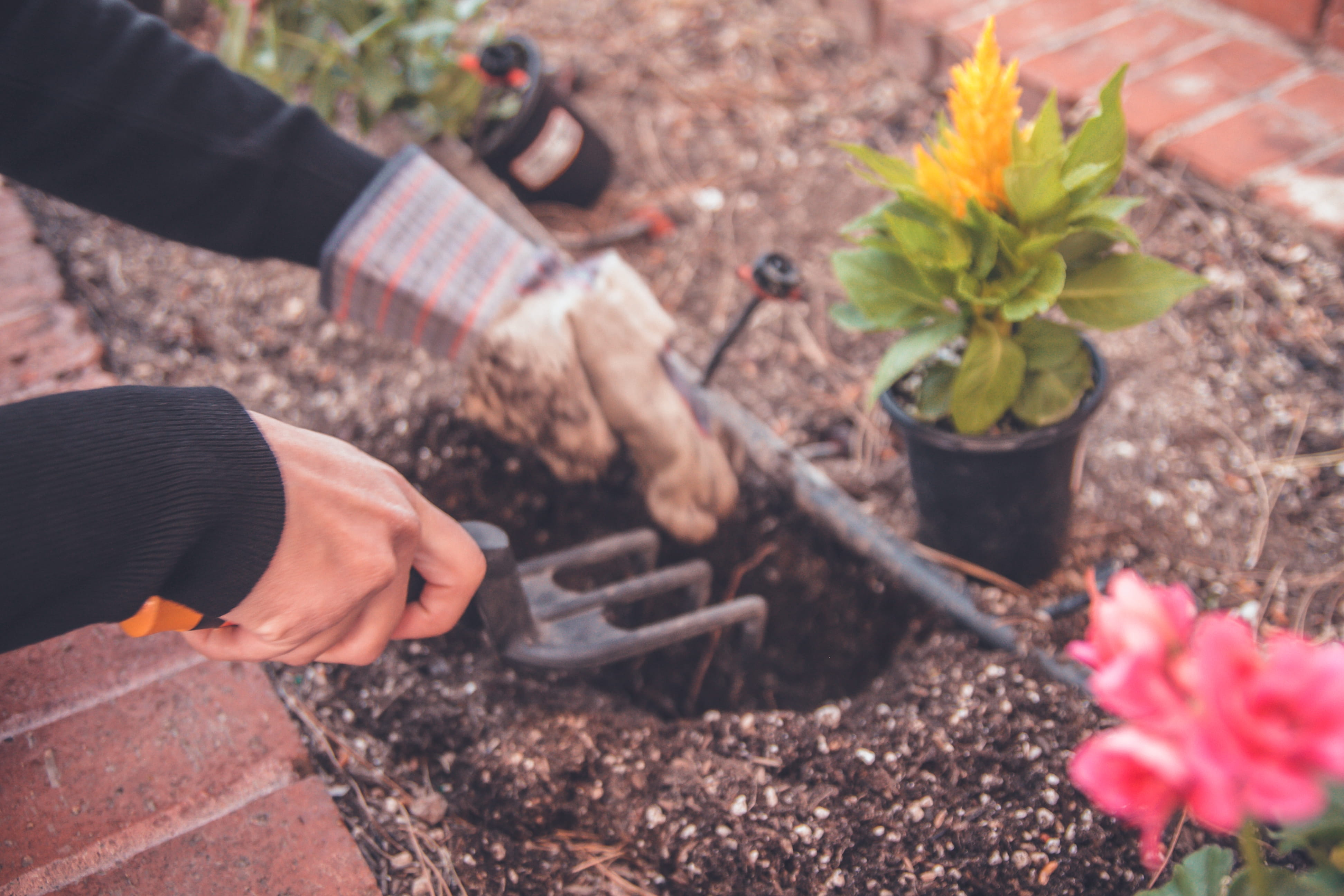 human, flower, yellow, human body part, freshness, earth, flowers, 4K, real people, outdoors, earth day, holding, plant, planting, tool, near, palnt, beauty in nature, HD Wallpaper
