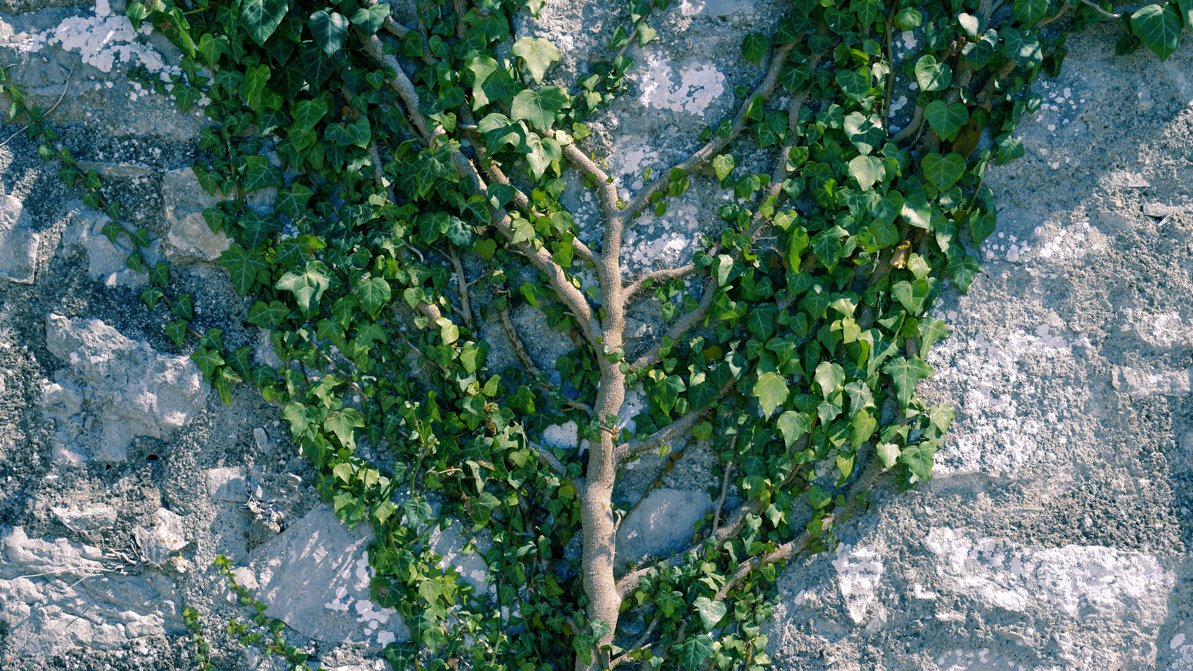 italy, wall, leaf, beauty in nature, tree, palnt, plant part, wall - building feature, outdoors, backgrounds, land, sunlight, plant, caccamo, no people, HD Wallpaper
