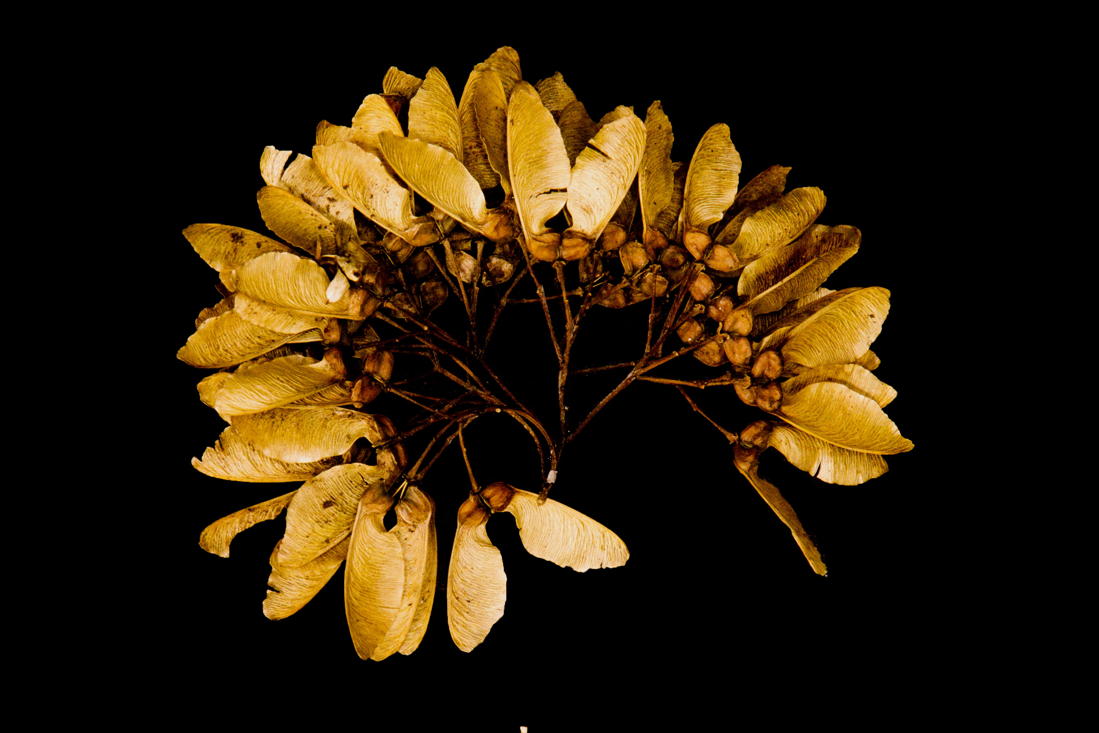 johannesburg, flower head, petal, close-up, dry, palnt, freshness, fragility, no people, growth, studio shot, indoors, black background, nature, flowering plant, HD Wallpaper