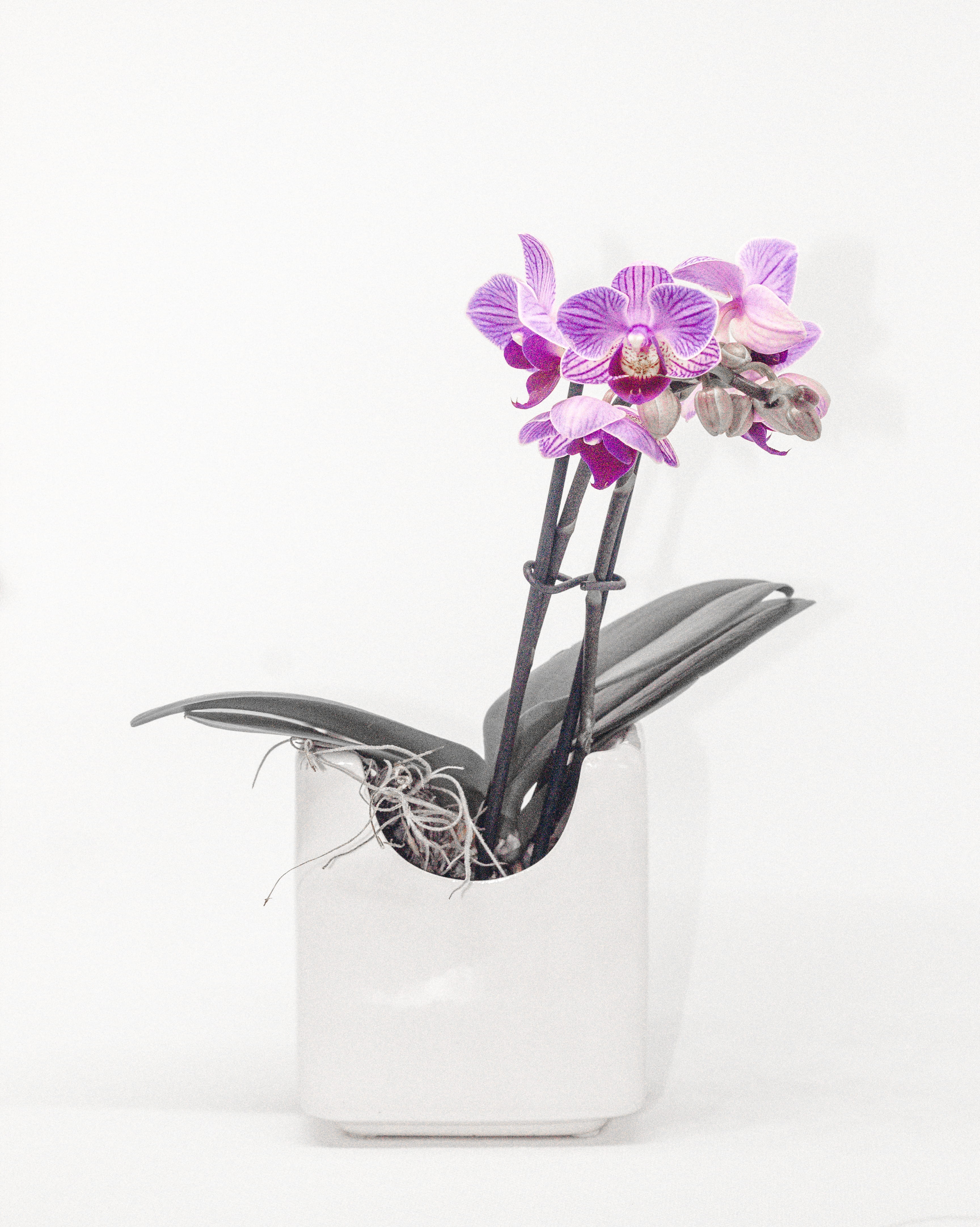 white background, botanical, orchids, purple, flower head, nature, freshness, orchid, flora, indoors, flowering plant, close-up, minimalism, flower arrangement, Phone HD Wallpaper