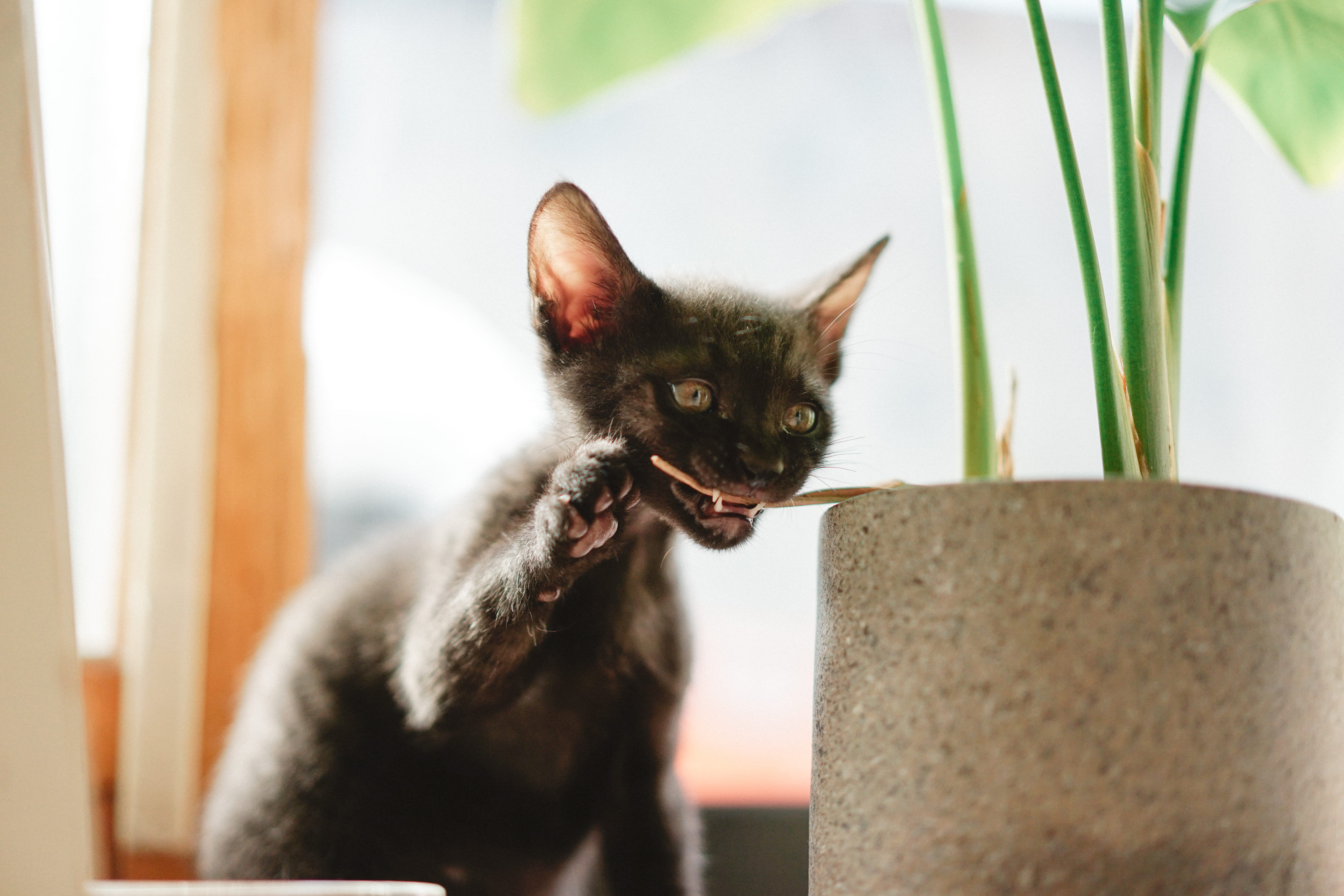 indoors, black, animal, 5K, wood, domestic cat, kitten, pet, sitting, pets, domestic, looking, hardwood, south korea, plant, playful kitten, feline, black cat, HD Wallpaper