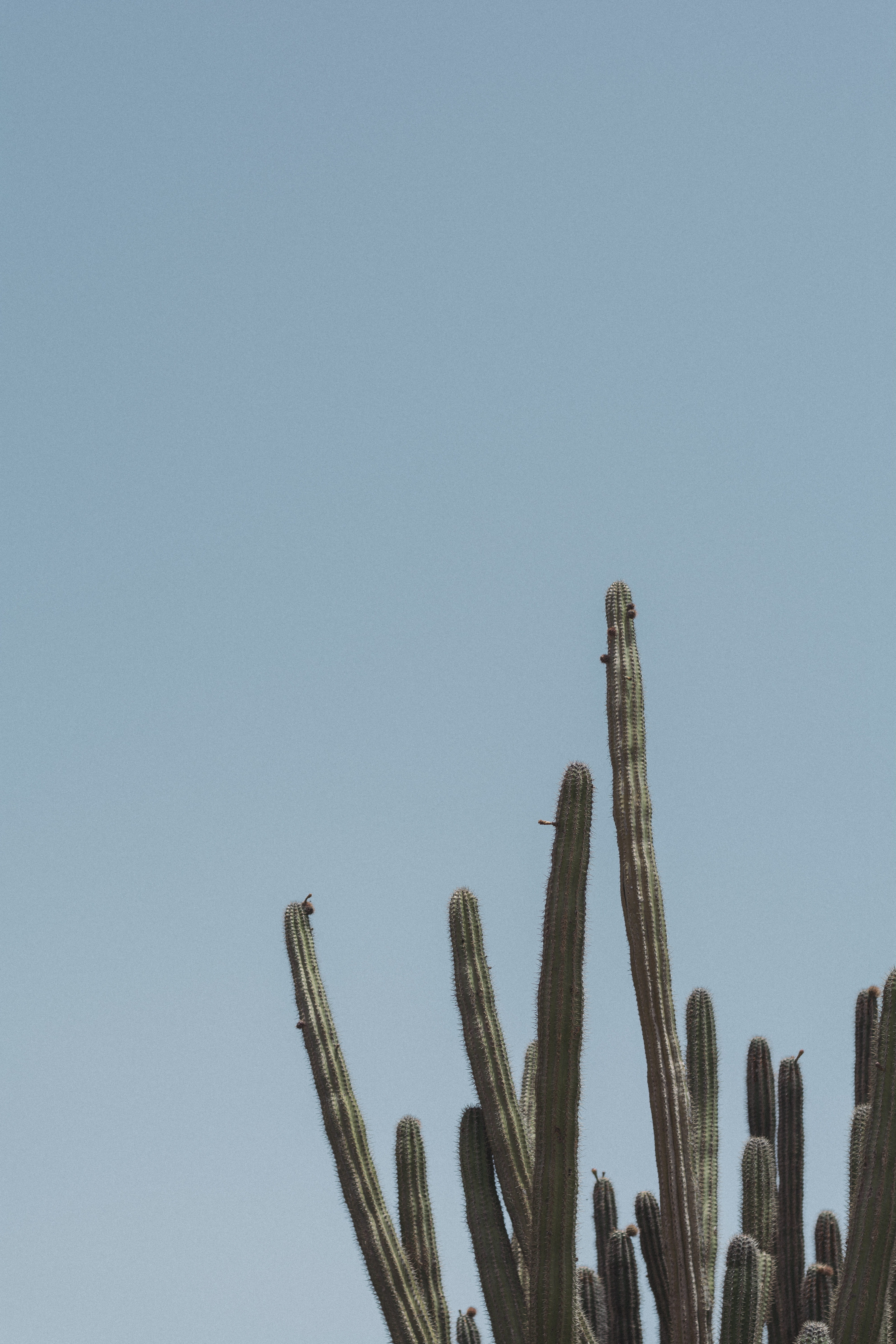 sky, day, minimalism, desert, no People, nature, aruba, plantation, outdoors, arizona, blue, 5K, tropical, tree, palnt, minimalistic, minimal, cactus palnt, Phone HD Wallpaper