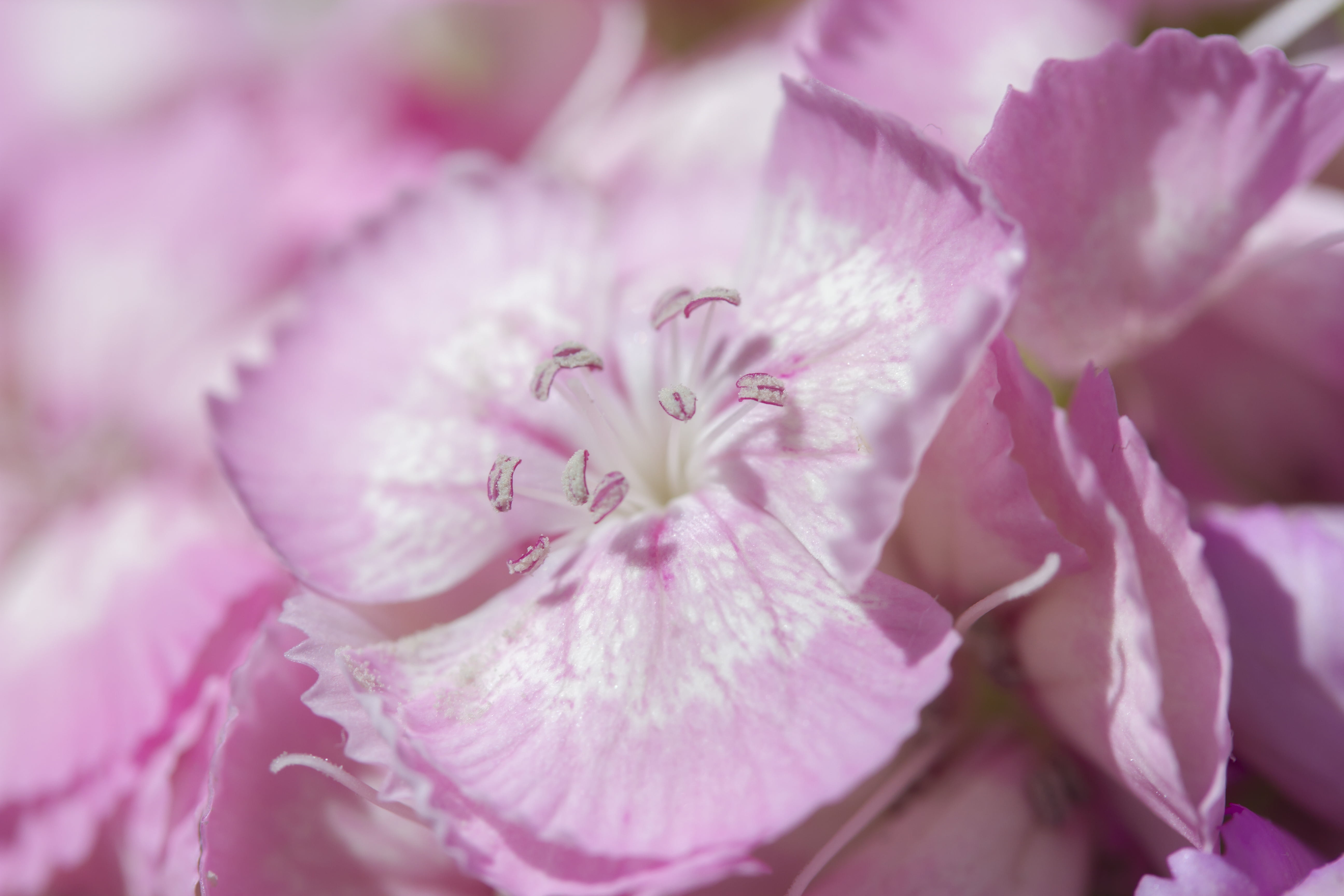 pink Color, Valentine, white, petaled, 5K, photo, UK, Manic, petal, flower Head, Macro, plant, close-up, Thinking, Canon, beauty In Nature, Peterborough, HD Wallpaper