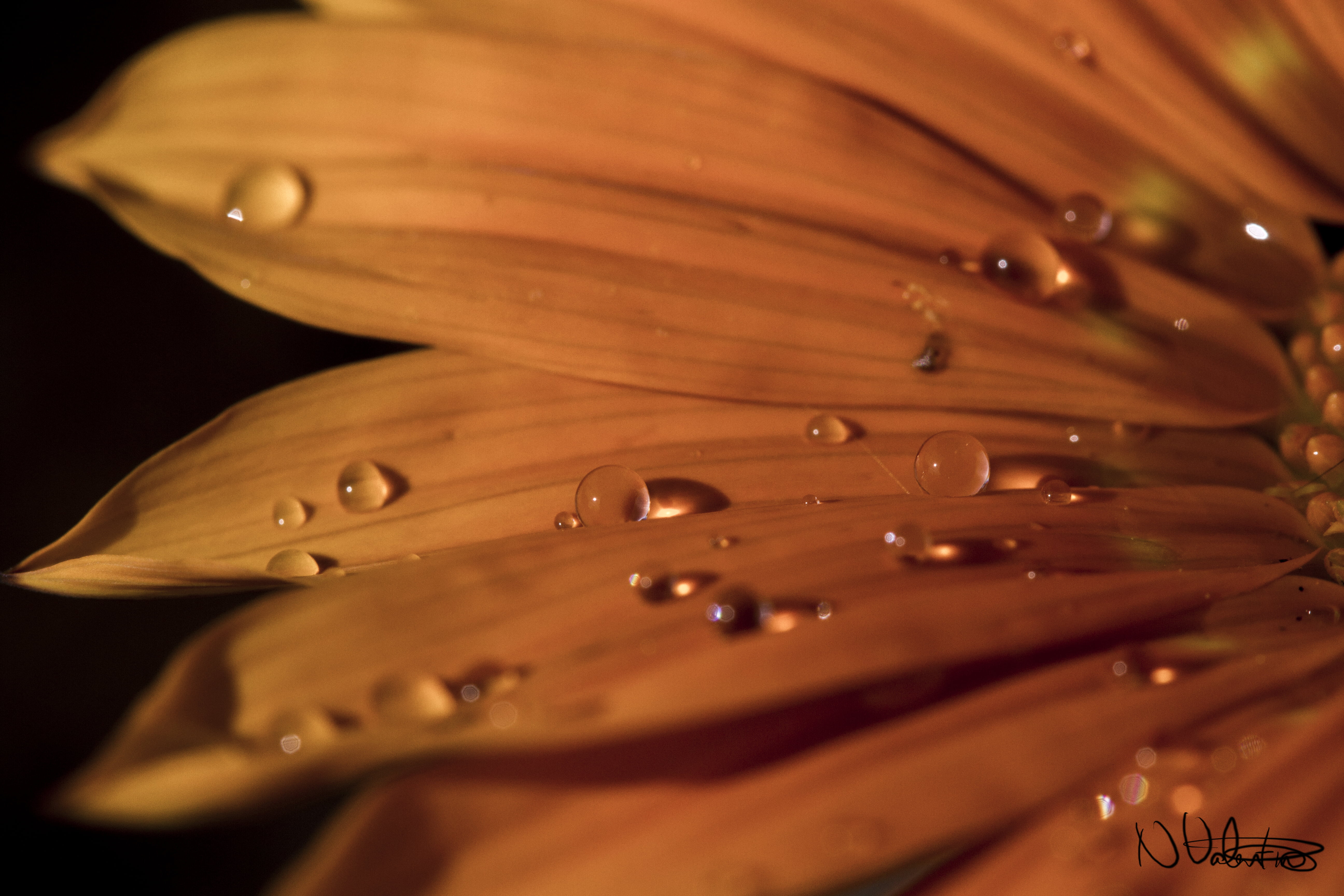 flower, 5K, macro, water droplets, petaled, drops, Orange, water, nature, Valentine, droplets, close-up, UK, Manic, plant, Peterborough, HD Wallpaper