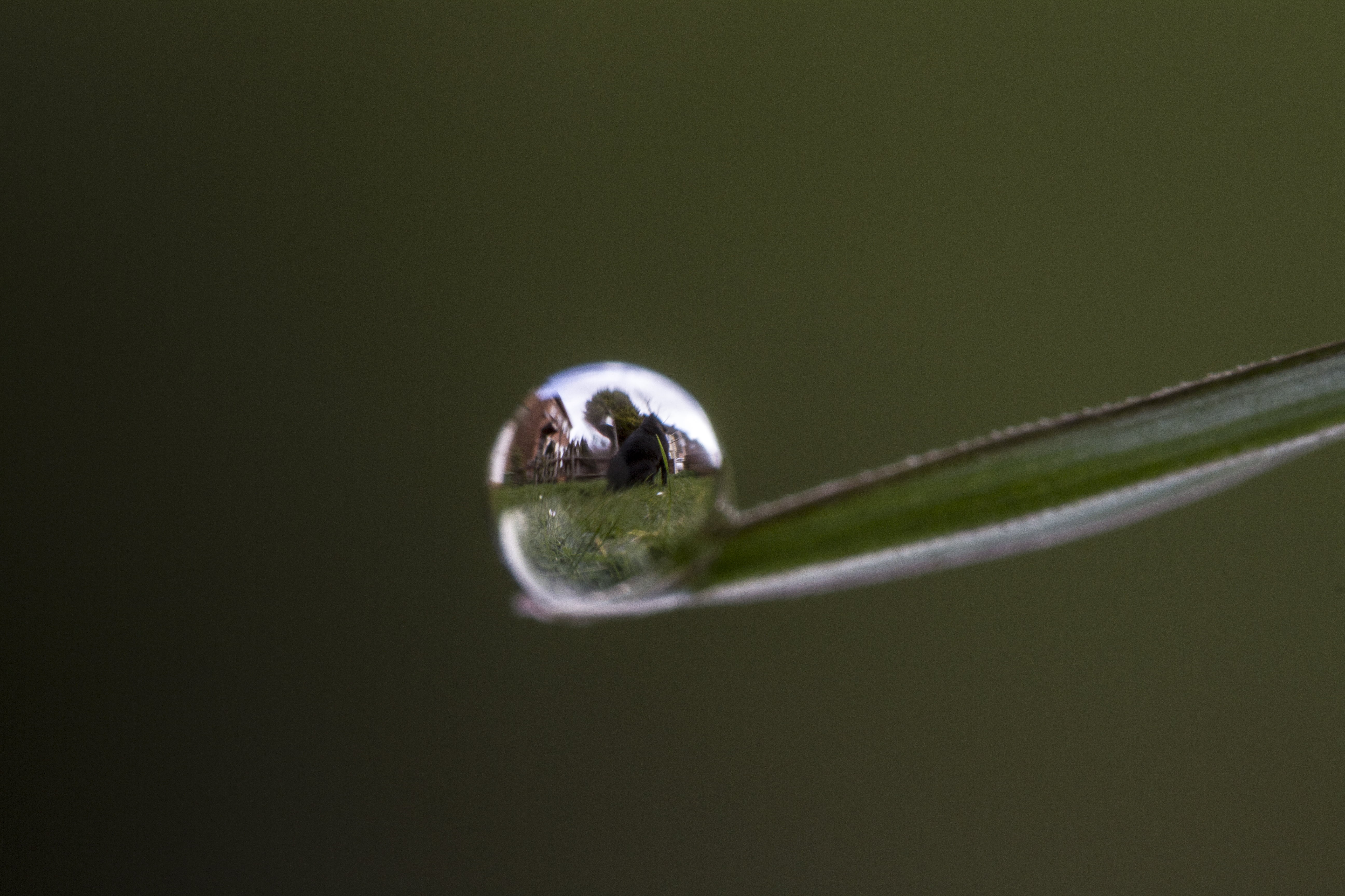 nature, liquid, rain, water, drop, green Color, Manic, Valentine, Micro, UK, Peterborough, 5K, photography, reflection, dew, wet, leaf, freshness, raindrop, HD Wallpaper