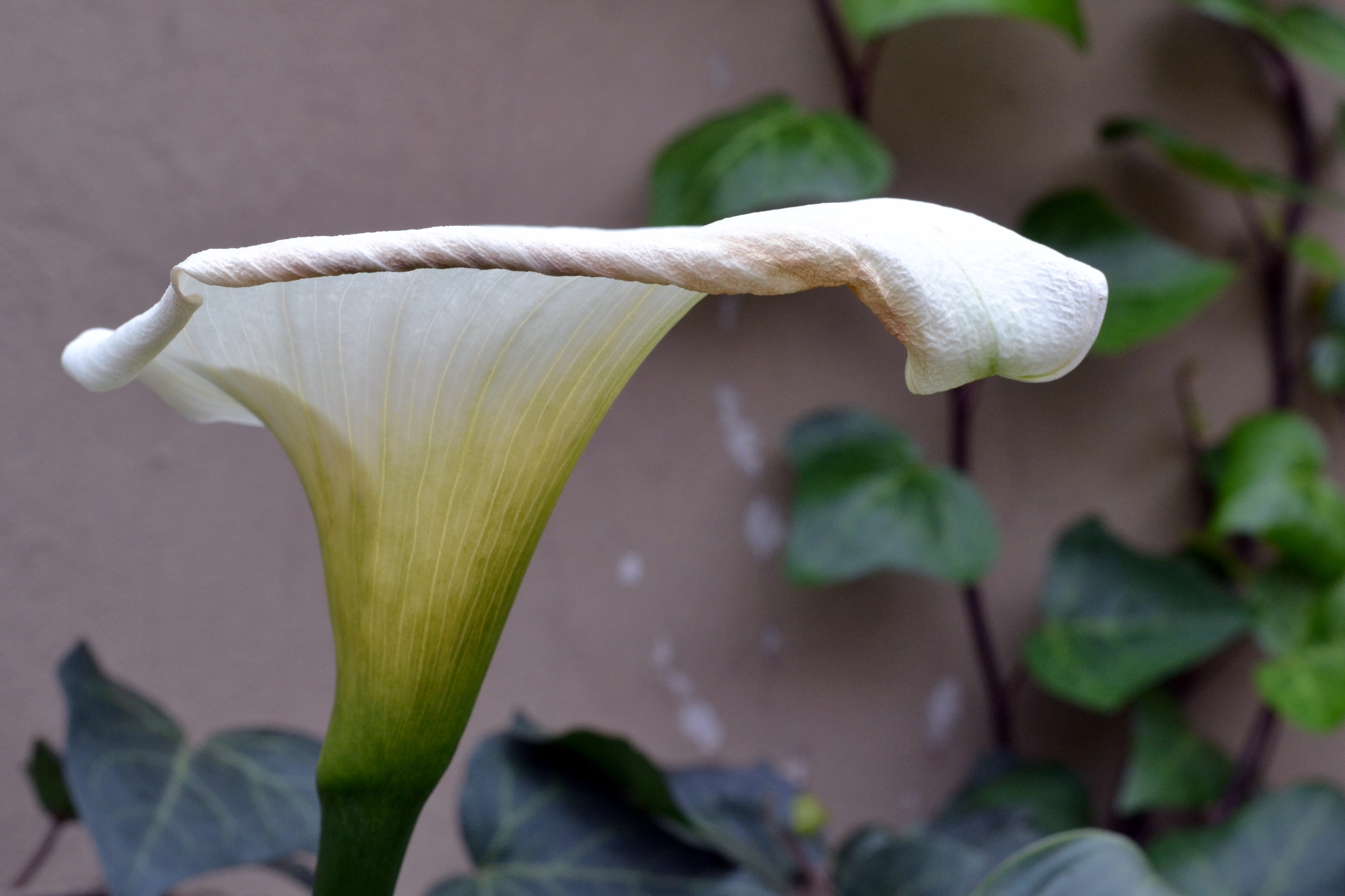 food, healthy eating, plant, beauty in nature, flowering plant, White Flower, freshness, petal, growth, food and drink, Cultivation, fragility, green color, HD Wallpaper