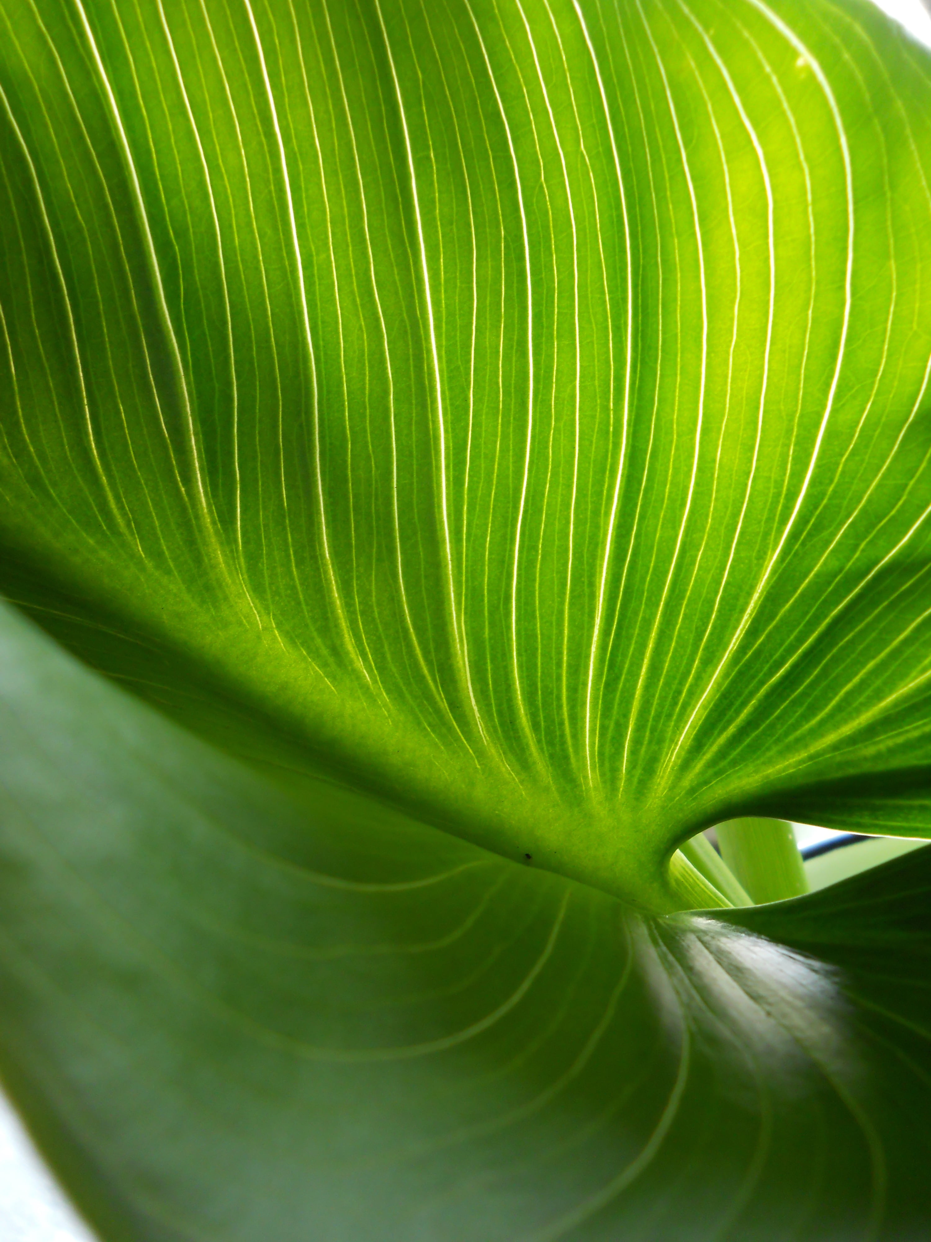 palm leaf, tropical, flora, arum lily leaf, abstract, natural pattern, day, no people, macro, green Color, freshness, stem, delicate, plant, branch, floral, Phone HD Wallpaper