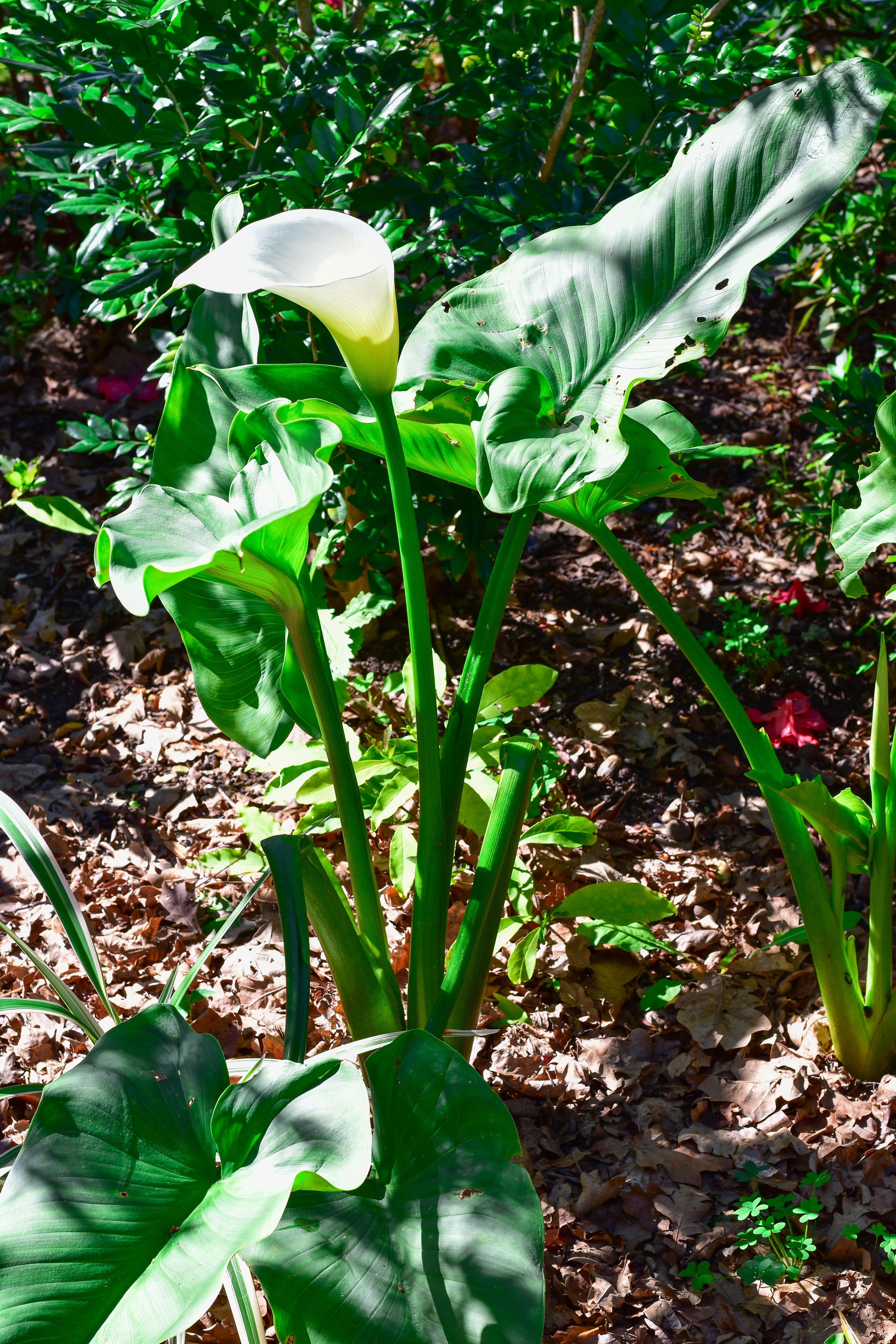 plant part, leaf, petal, vulnerability, gardening, freshness, fragility, outdoors, day, flower, sunlight, land, green color, white, arum lily, close-up, Phone HD Wallpaper
