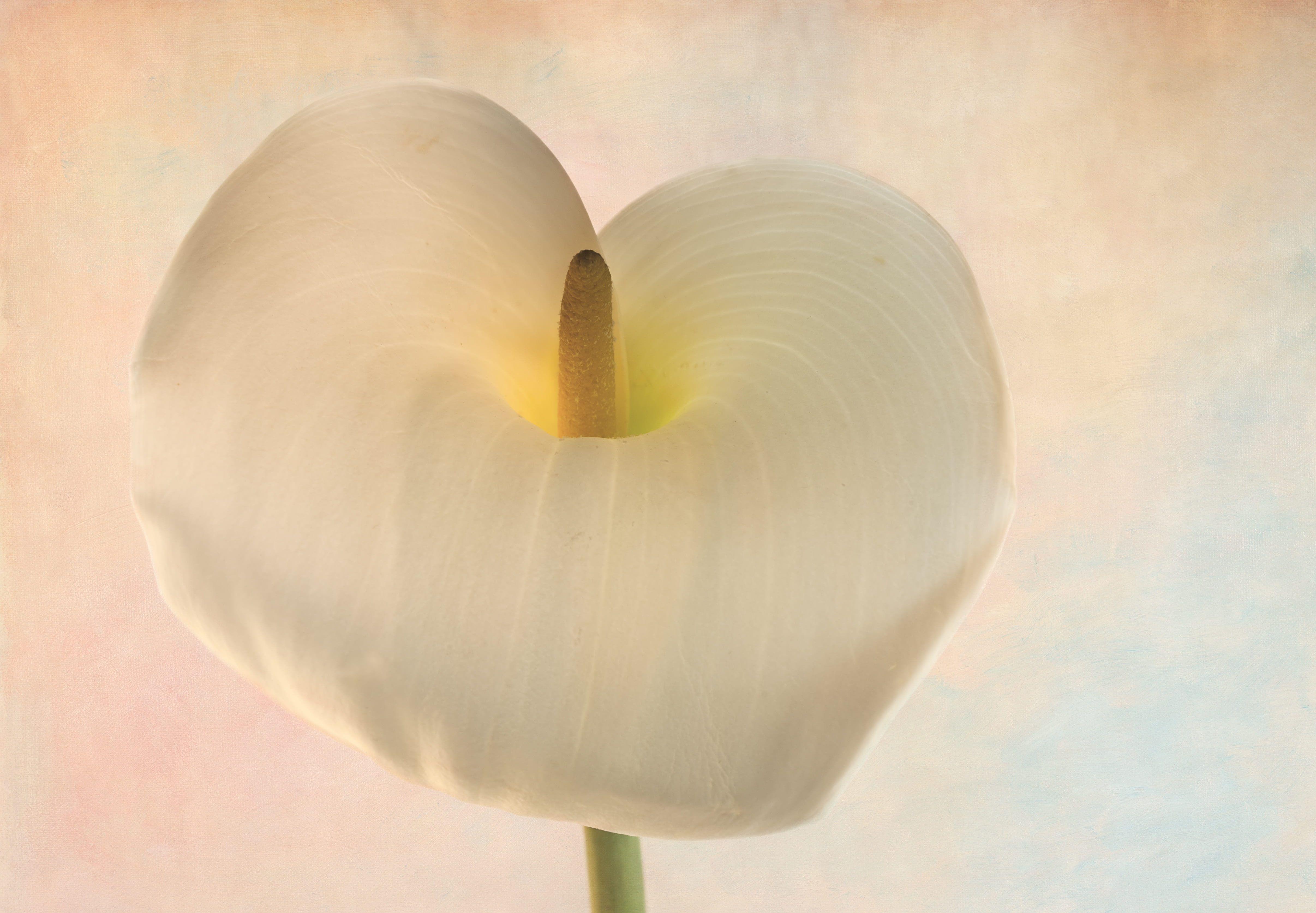 vegetable, Lily, lily, 4K, garden, delicate, single object, White, flowering plant, calla, fragility, plant, Arum Lily, Flower, macro, elegant, zantedeschia, HD Wallpaper